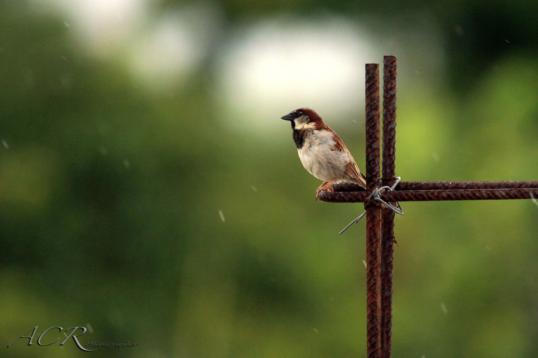 Sigma 50-500mm f/4-6.3 APO HSM EX sample photo. Gorrión doméstico / house sparrow photography