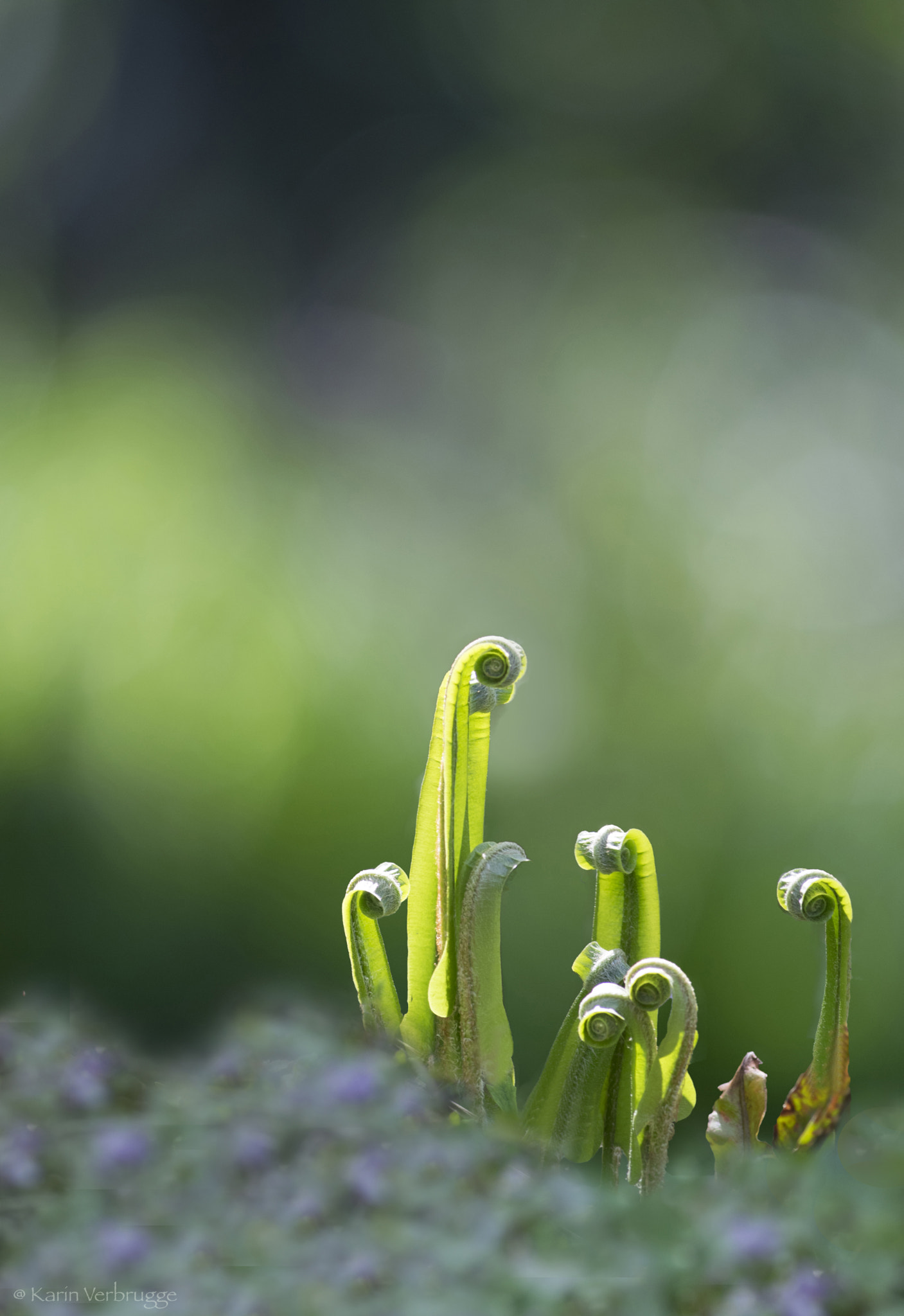 Sigma 120-400mm F4.5-5.6 DG OS HSM sample photo. Fern photography