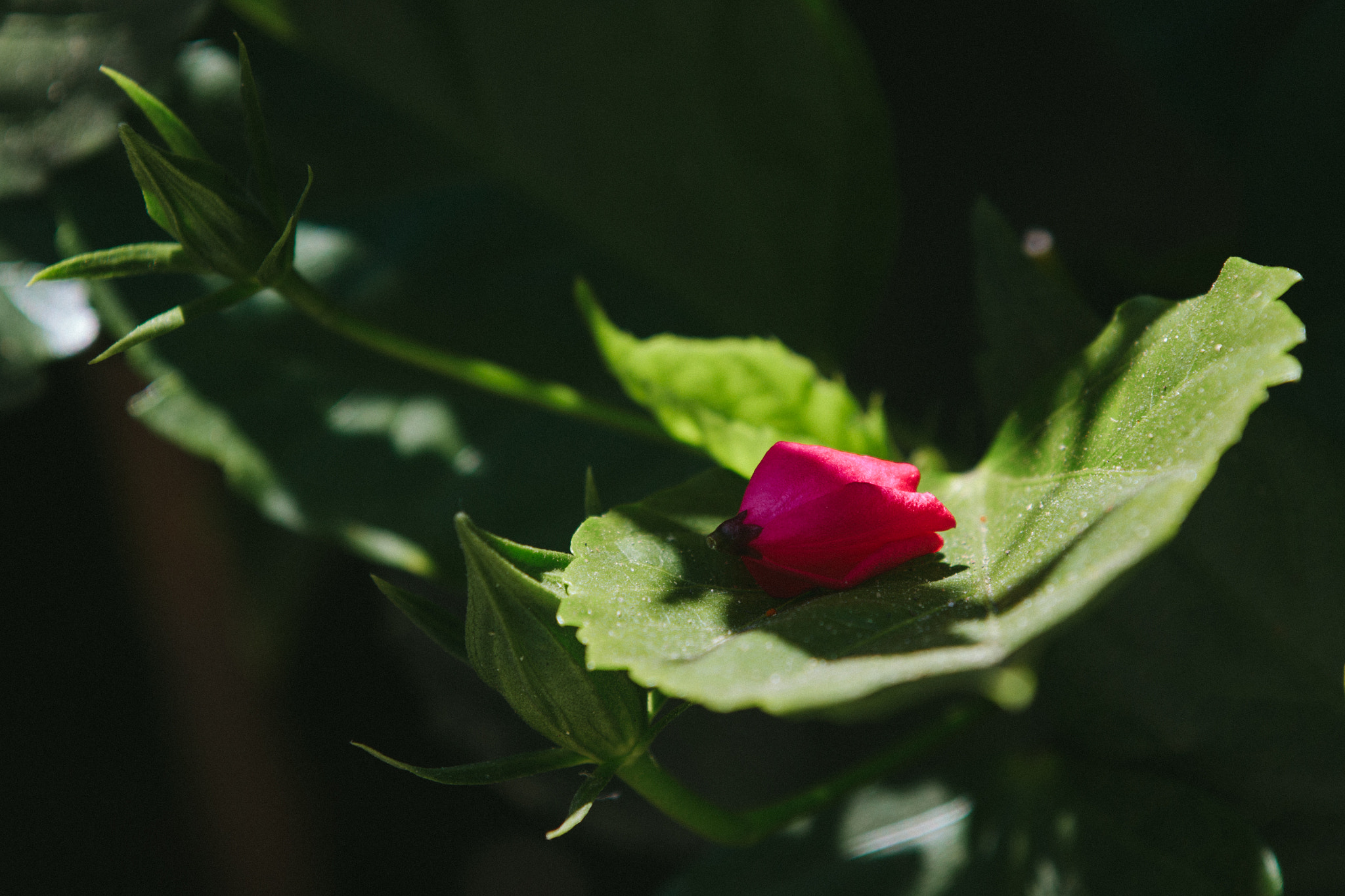 Canon EF 70-200mm F2.8L IS II USM sample photo. Flower in natural light photography