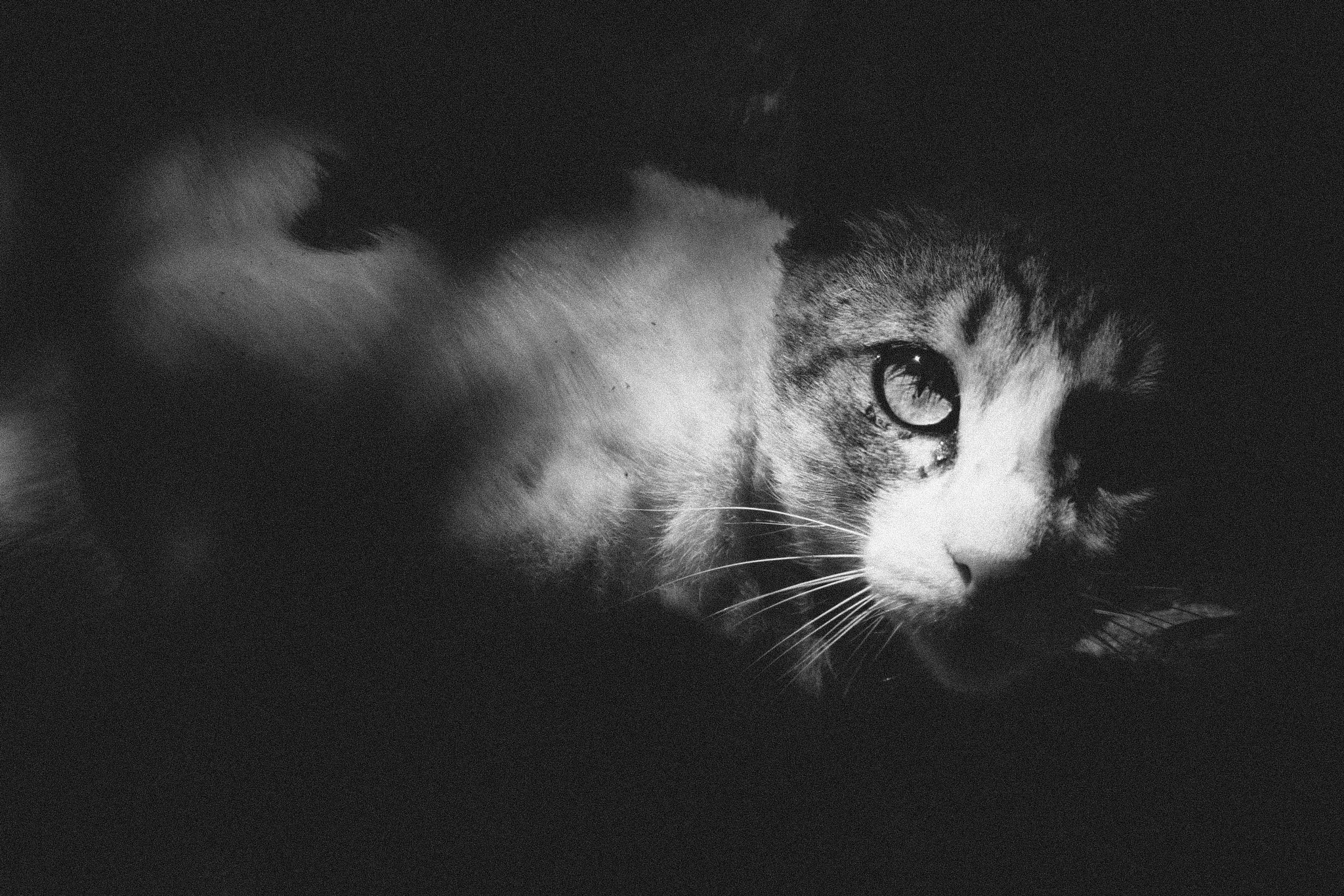 Canon EF 70-200mm F2.8L IS II USM sample photo. Cat in natural light photography