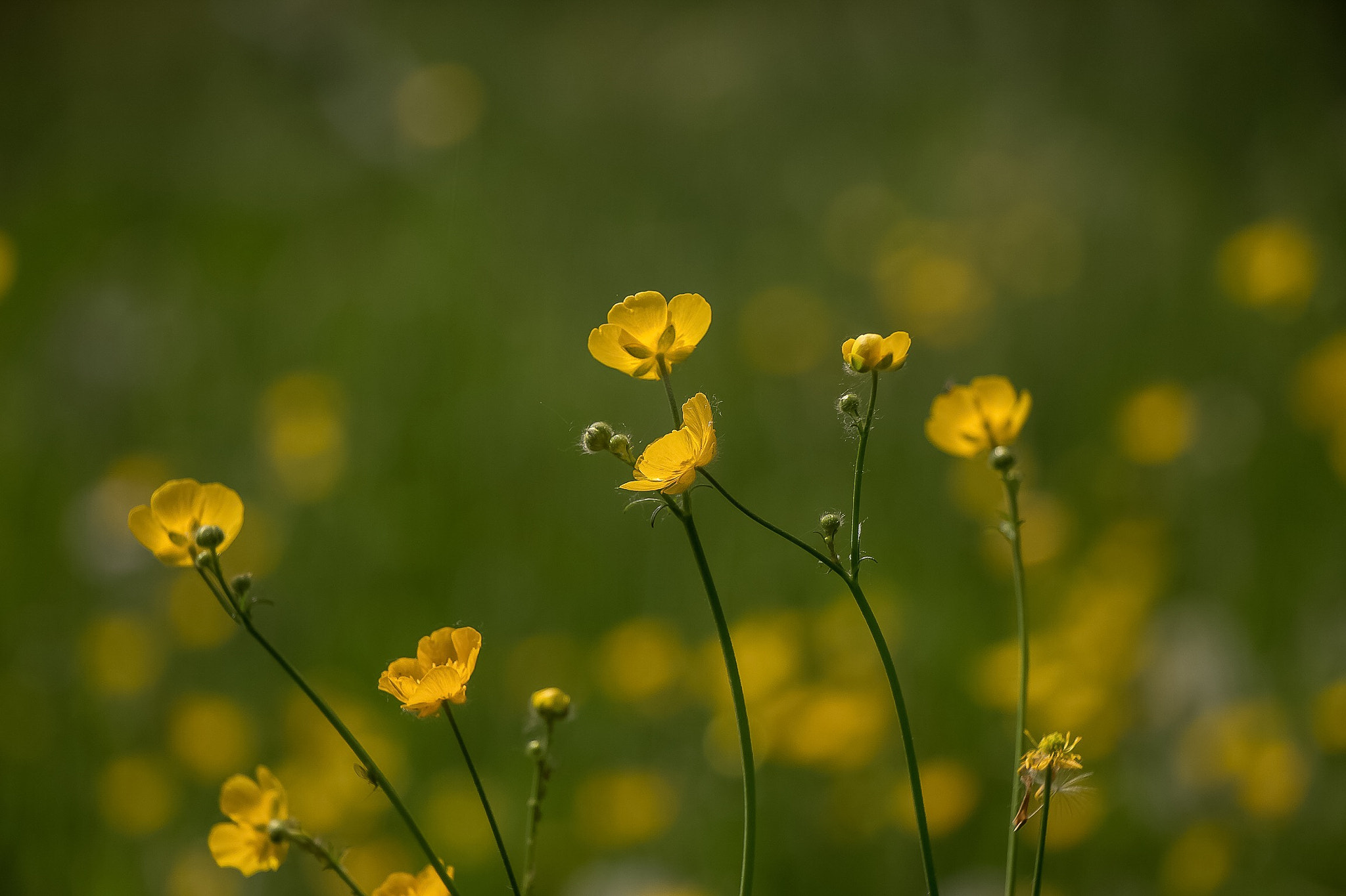 Canon EOS 700D (EOS Rebel T5i / EOS Kiss X7i) + Canon EF-S 18-135mm F3.5-5.6 IS STM sample photo. Buttercups photography