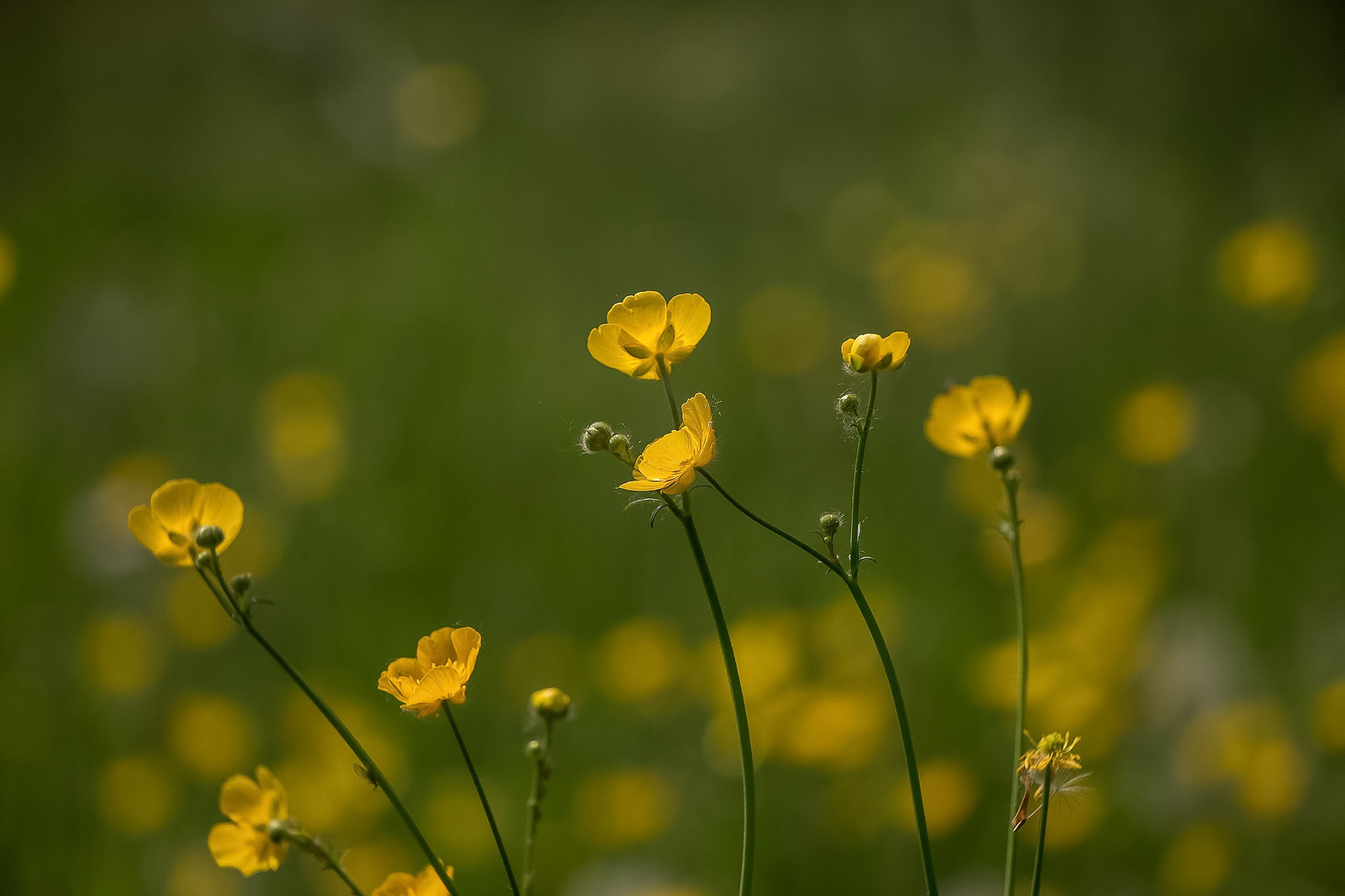 Canon EF-S 18-135mm F3.5-5.6 IS STM sample photo. Buttercups photography
