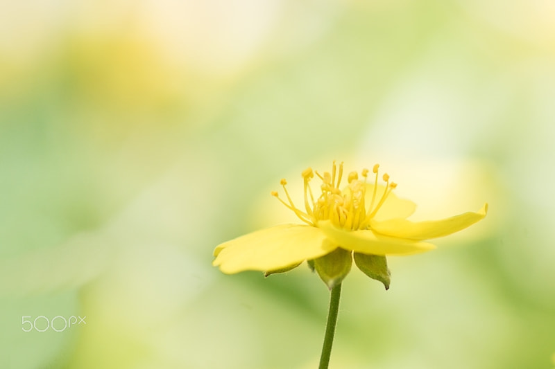 Sony ILCA-77M2 + Sony 100mm F2.8 Macro sample photo. Little yellow flower photography