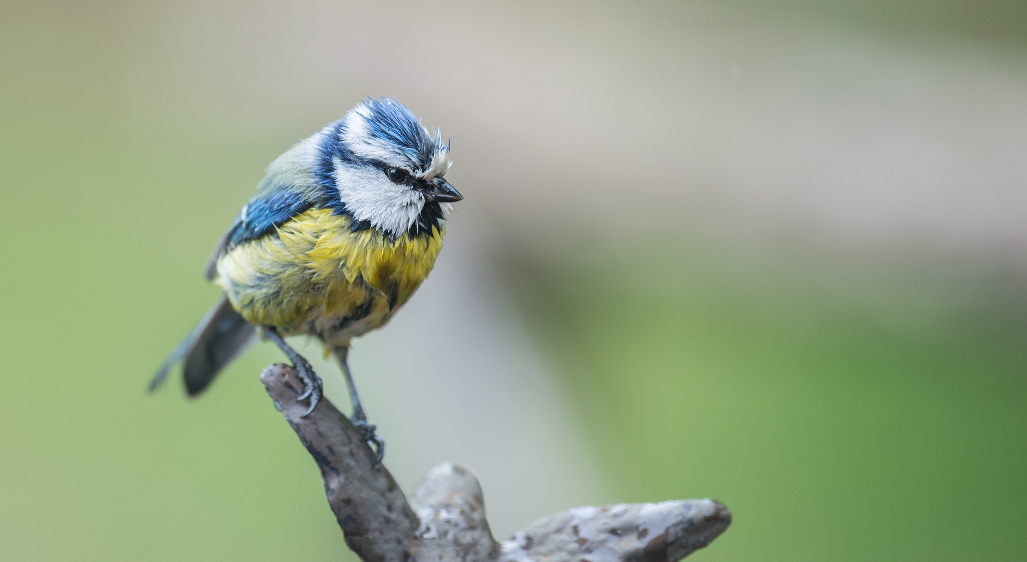 Nikon D800 + Nikon AF-S Nikkor 500mm F4G ED VR sample photo. Blaumeise / bluetit photography