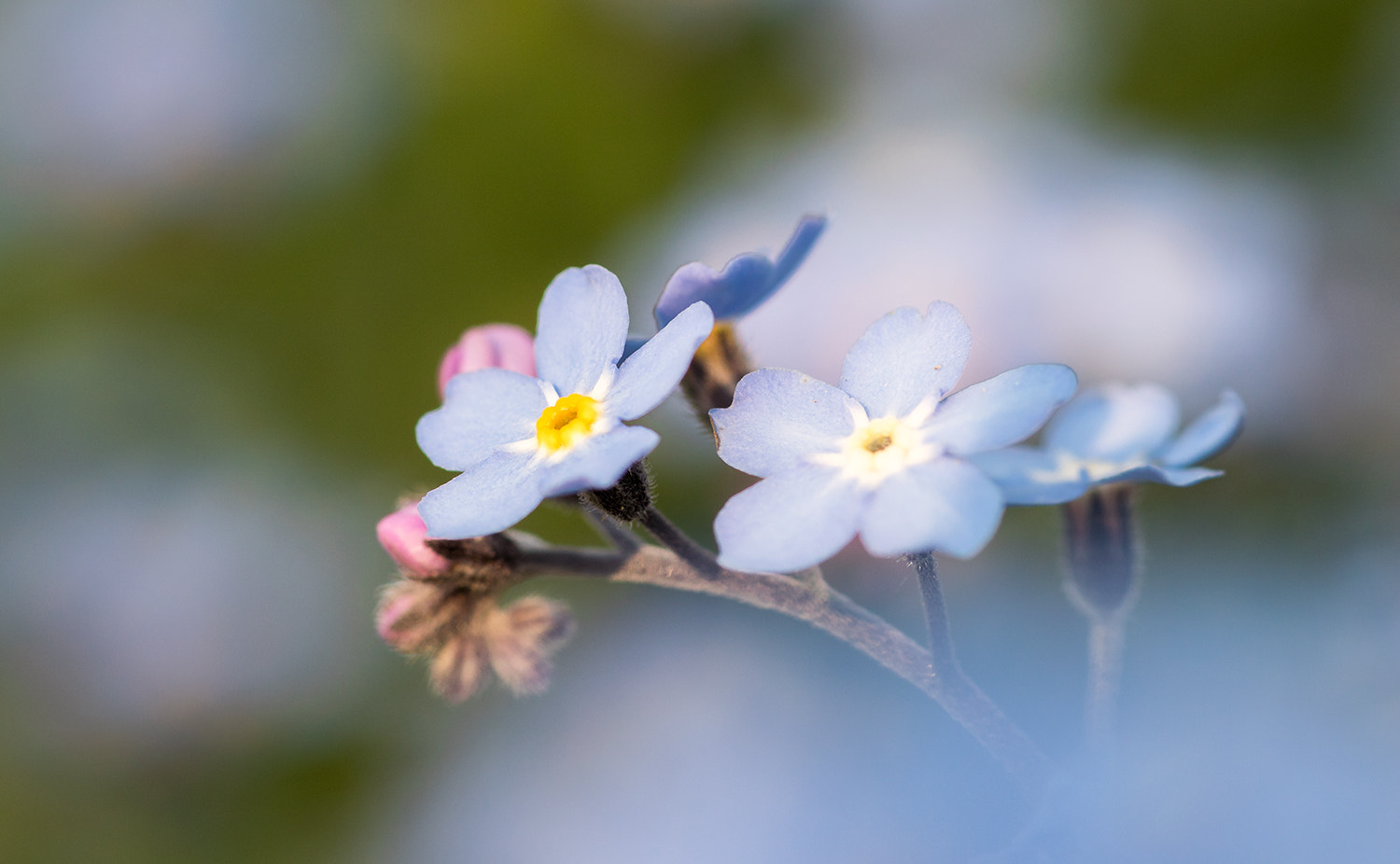Sigma 105mm F2.8 EX DG Macro sample photo. Springtime photography