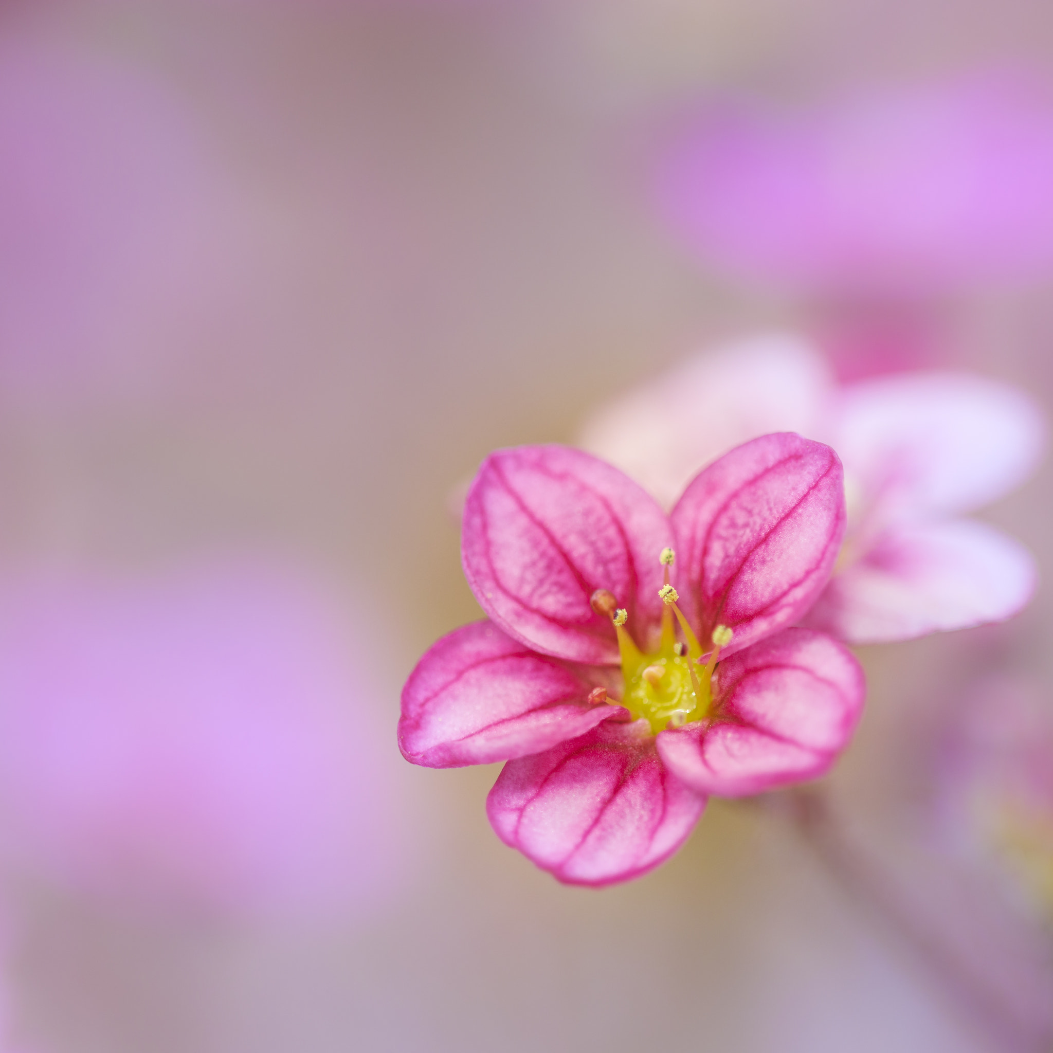 Nikon D810 + Nikon AF Micro-Nikkor 200mm F4D ED-IF sample photo. Saxifrage touran neon rose photography