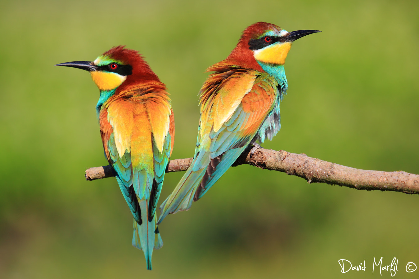 Canon EF 100-400mm F4.5-5.6L IS USM sample photo. Merops apiaster photography