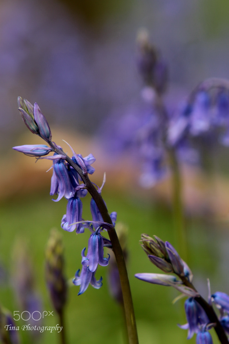 Canon EOS 70D + Canon EF 22-55mm f/4-5.6 USM sample photo. Bluebell2 photography