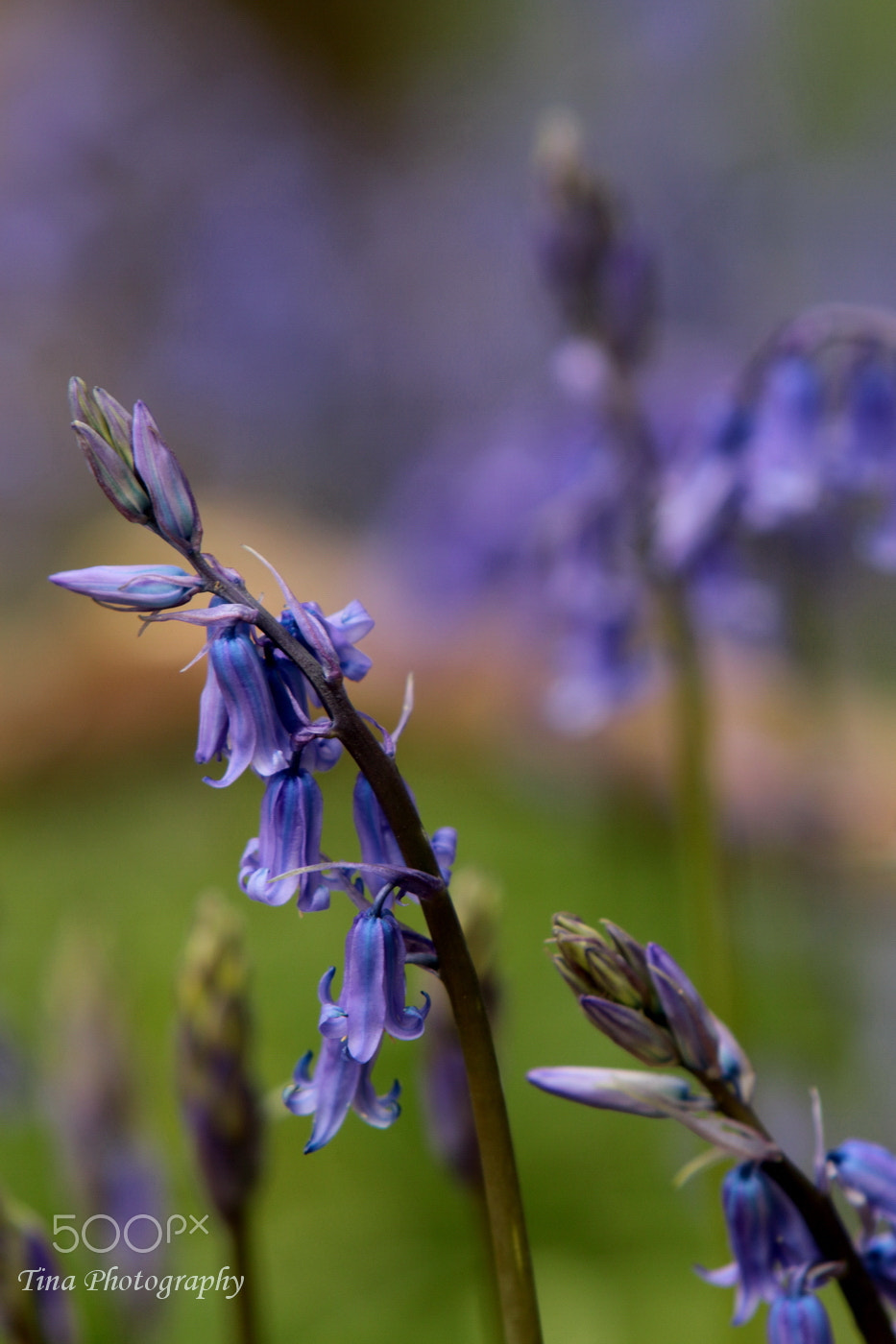 Canon EF 22-55mm f/4-5.6 USM sample photo. Bluebell2 photography