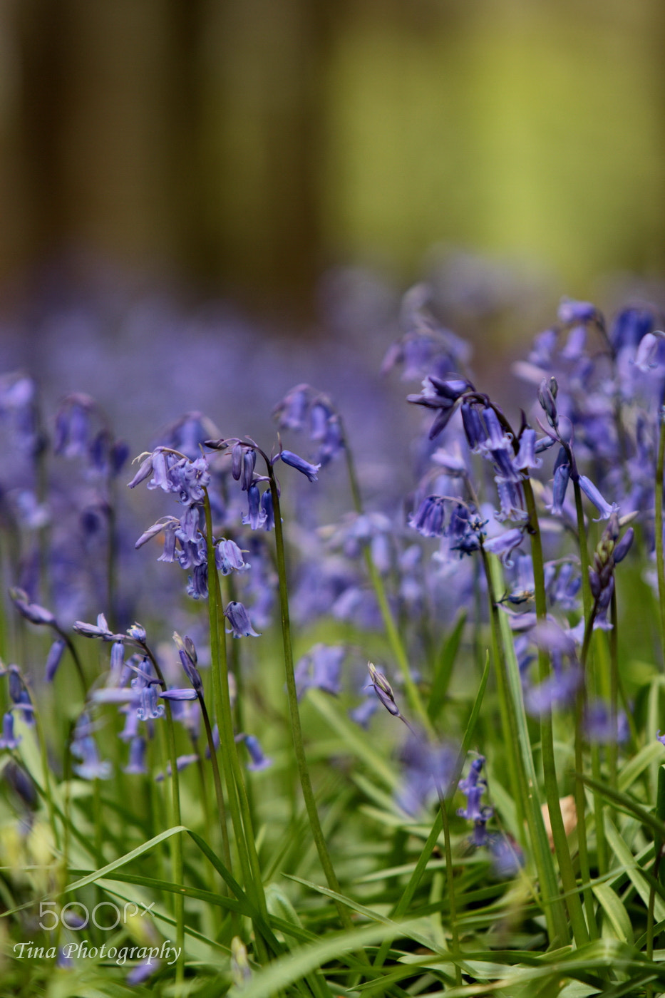 Canon EOS 70D + Canon EF 22-55mm f/4-5.6 USM sample photo. Bluebell1 photography