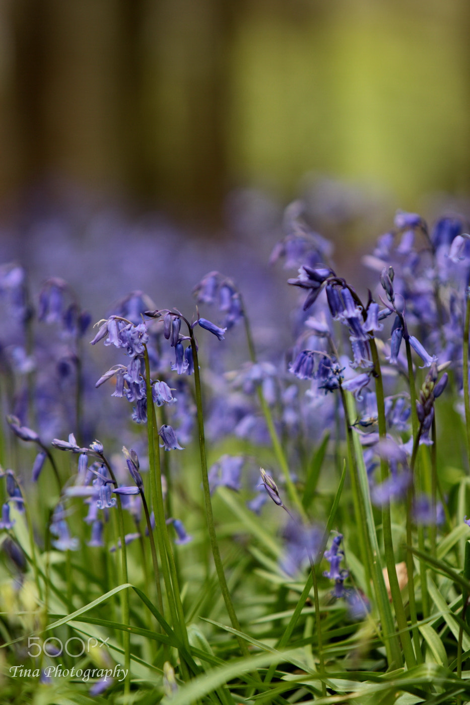 Canon EF 22-55mm f/4-5.6 USM sample photo. Bluebell1 photography