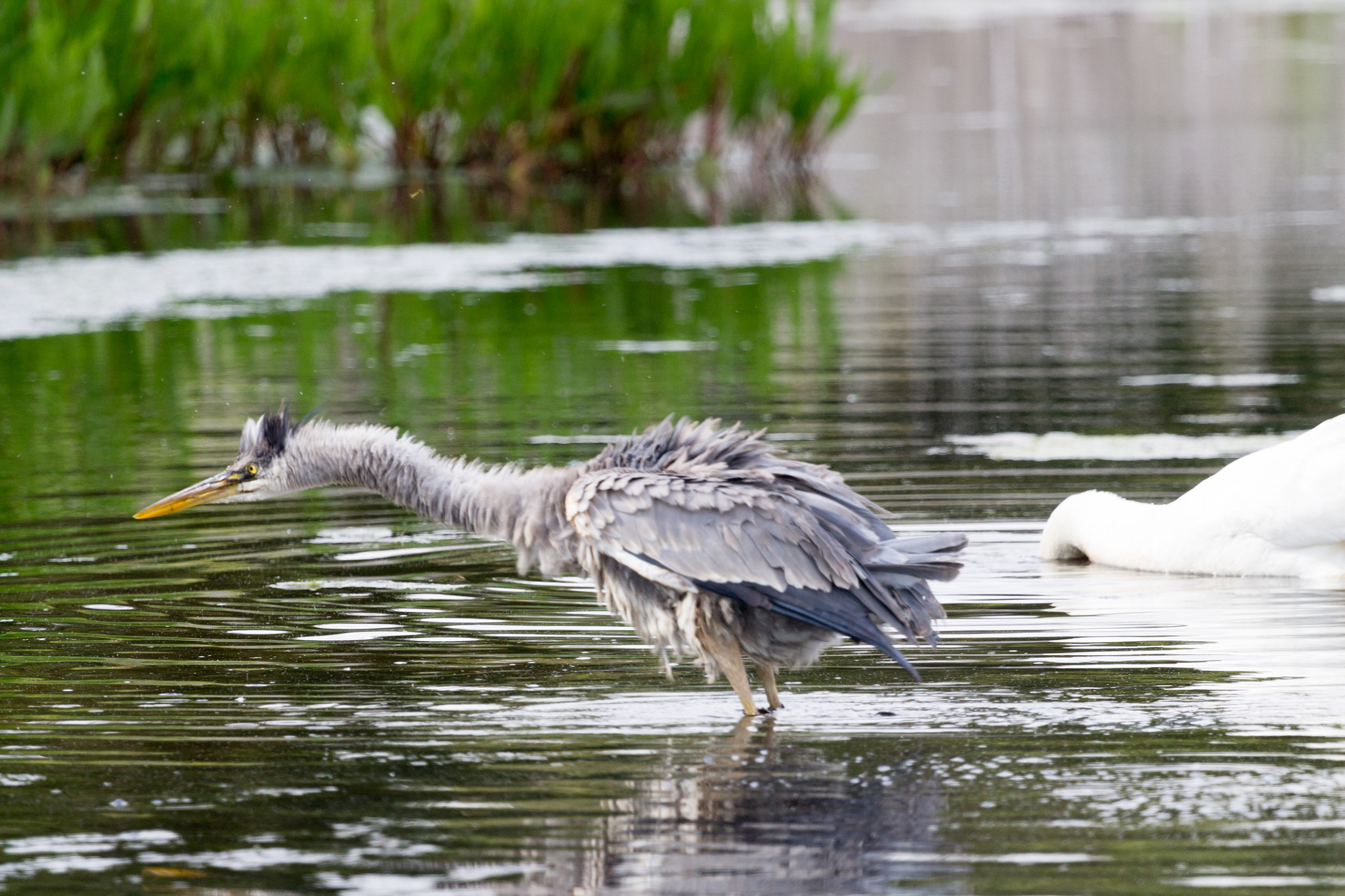 Canon EF 100-400mm F4.5-5.6L IS USM sample photo. Great blue heron photography