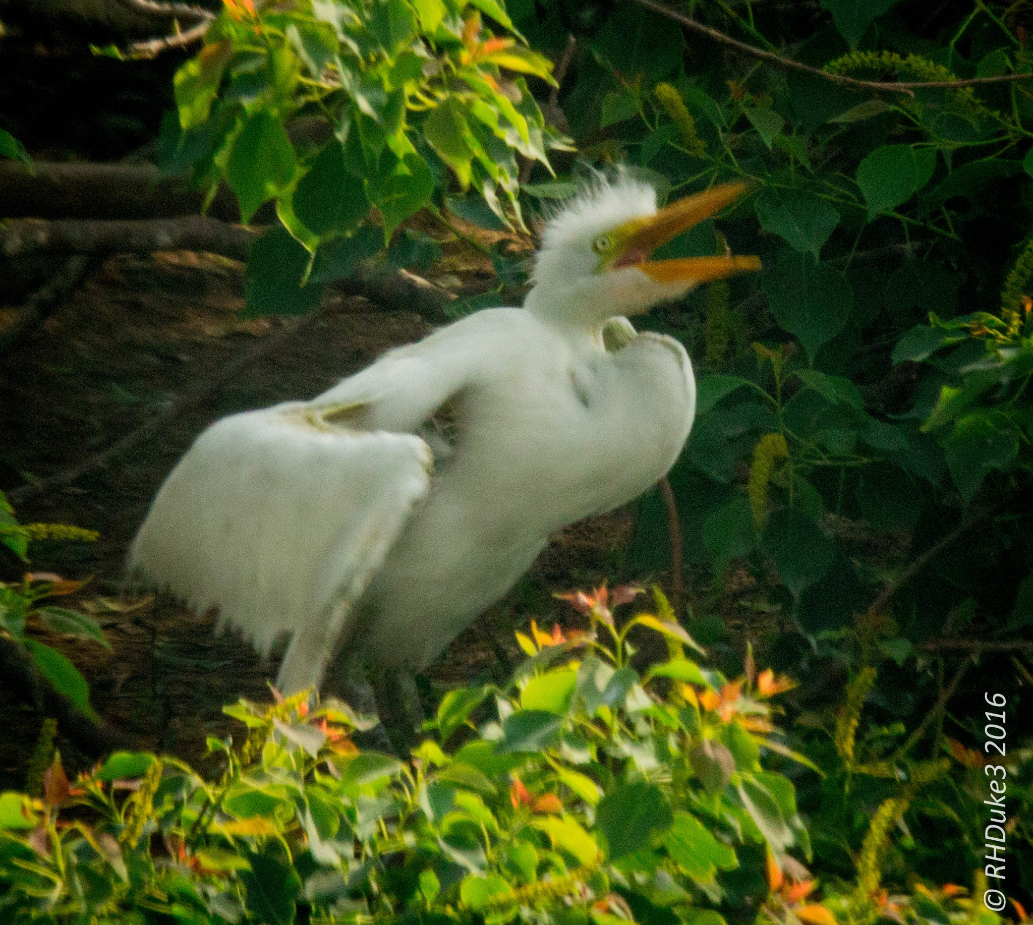 150-600mm F5-6.3 DG OS HSM | Sports 014 sample photo. "mom! i'm hungry!" photography