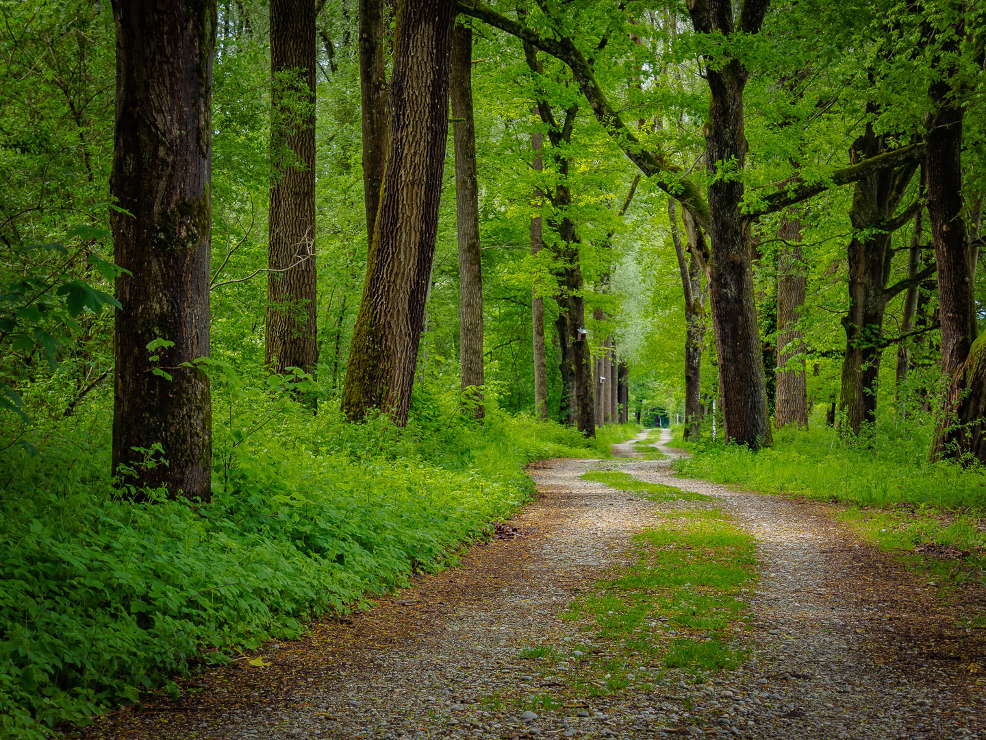 Olympus OM-D E-M1 + OLYMPUS M.12-50mm F3.5-6.3 sample photo. In the wood . . . photography