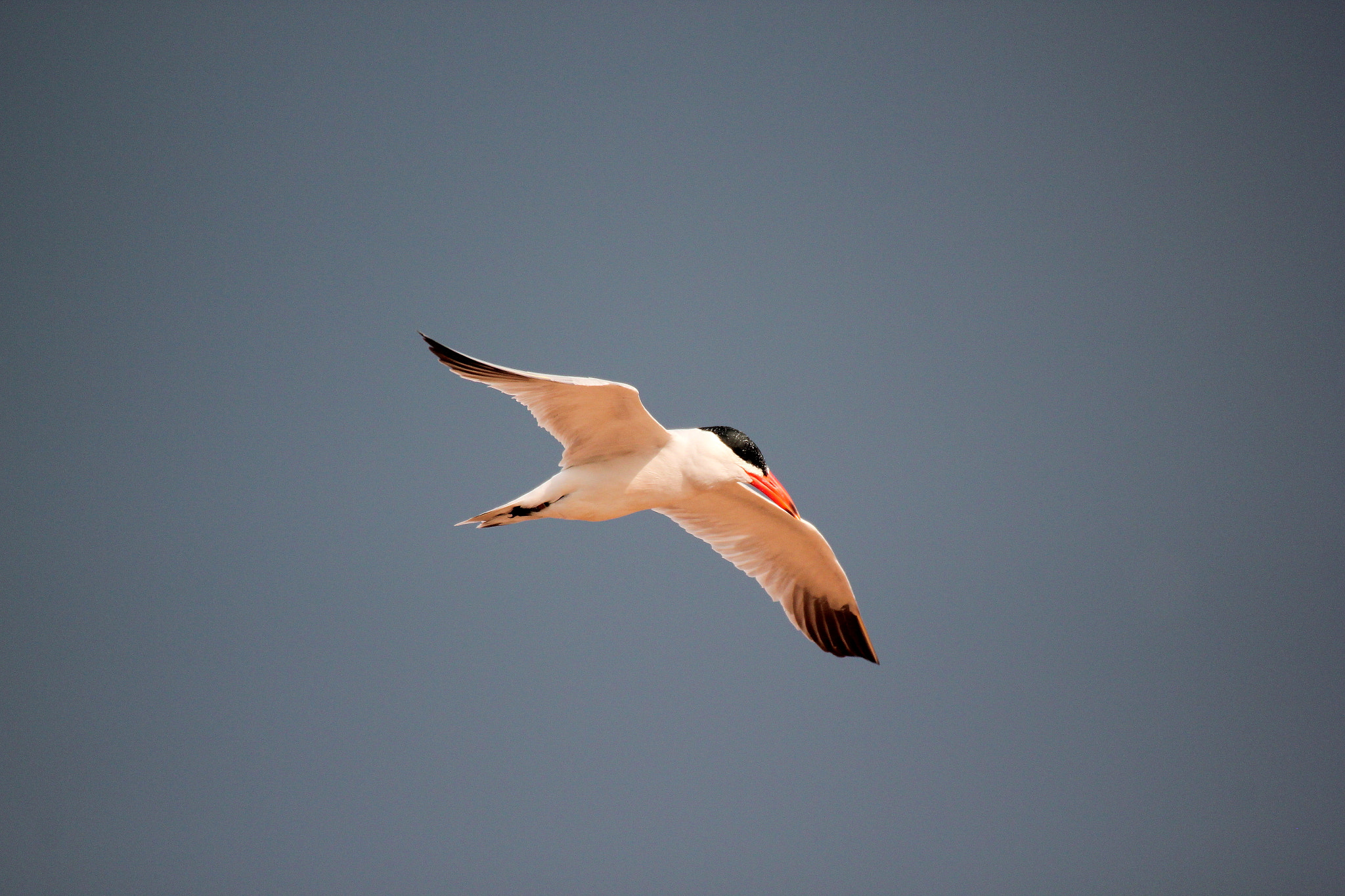 Canon 50-500mm sample photo. Img_0197.jpg photography