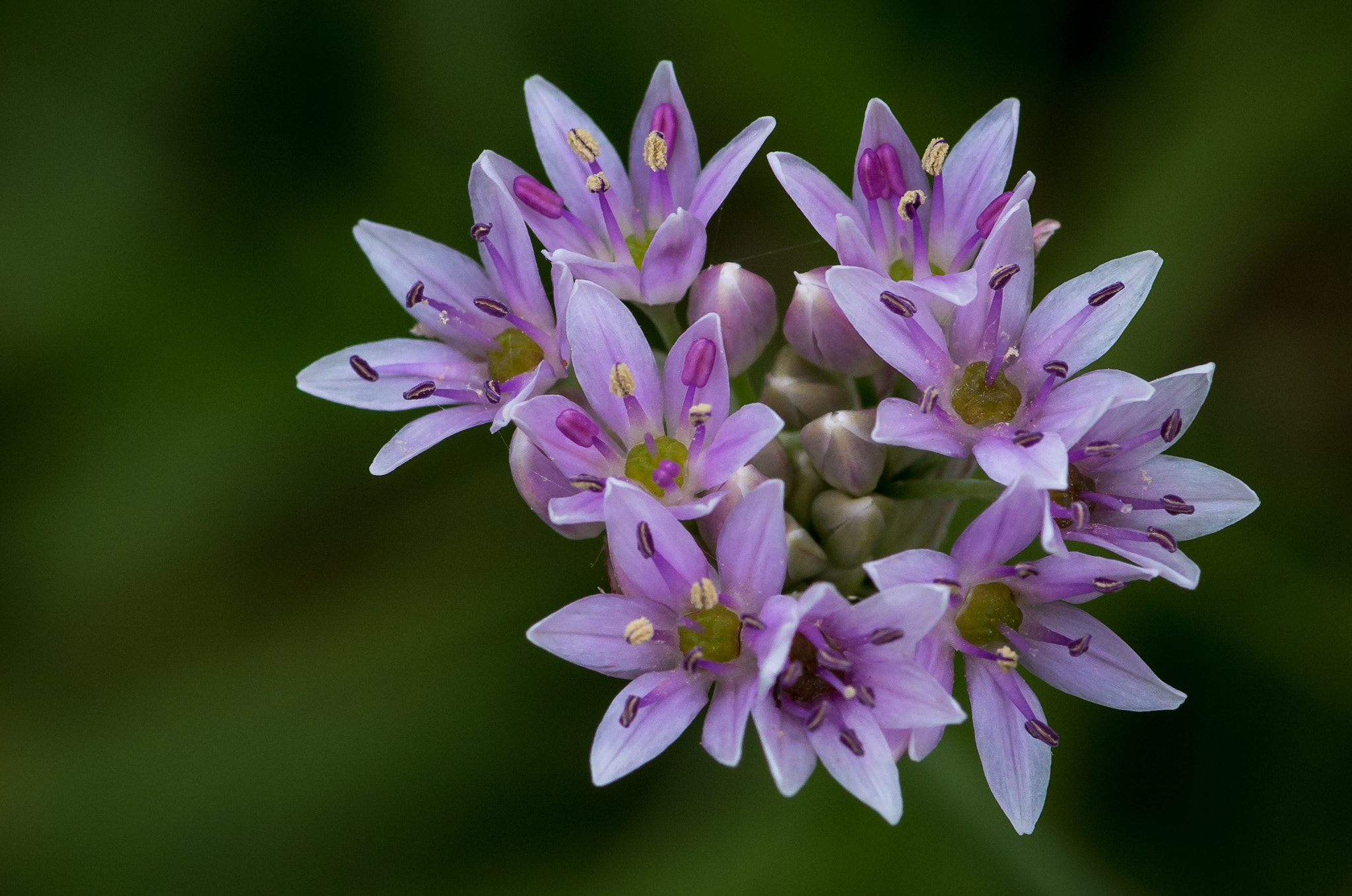 Pentax smc D-FA 100mm F2.8 Macro WR sample photo. _igp7153.jpg photography