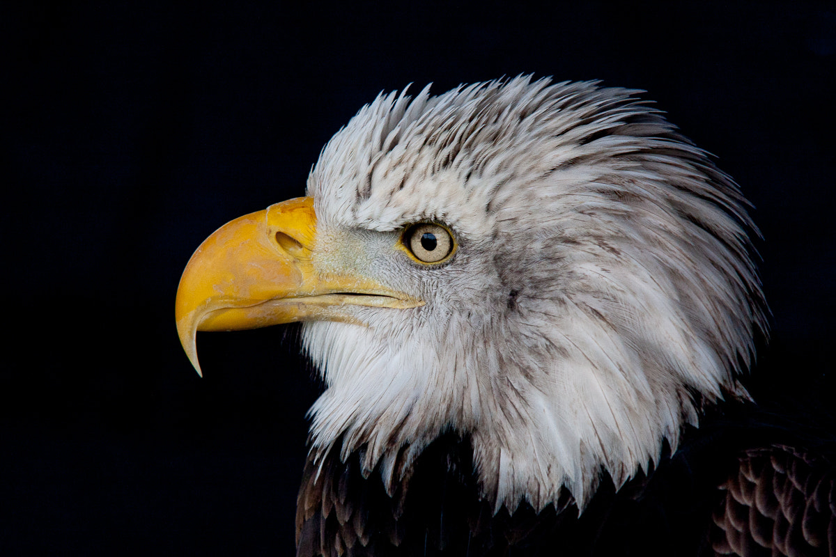 Canon EOS 40D + Sigma 100-300mm f/4 sample photo. Bald eagle photography