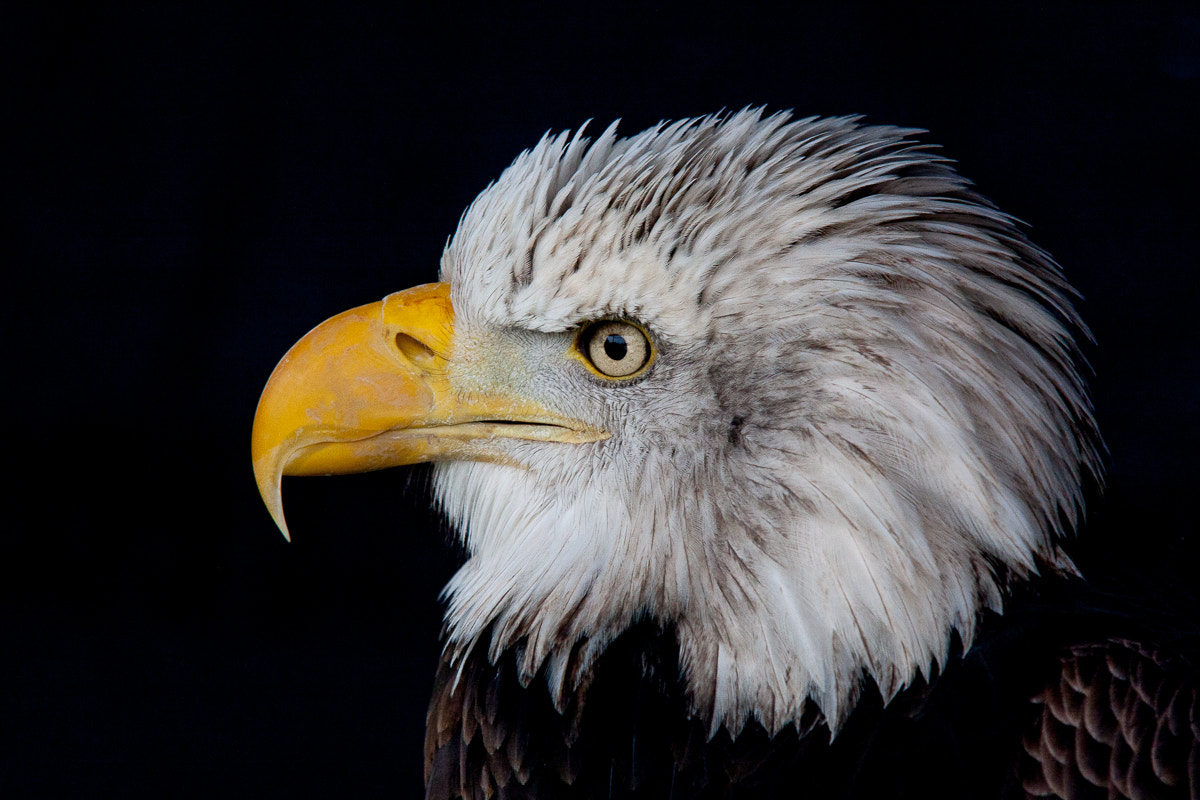Sigma 100-300mm f/4 sample photo. Bald eagle photography