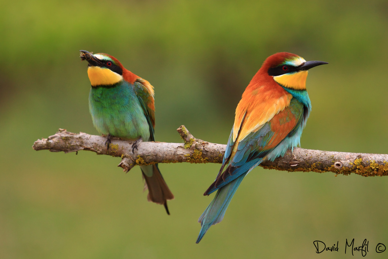 Canon EF 100-400mm F4.5-5.6L IS USM sample photo. Abejarruco photography