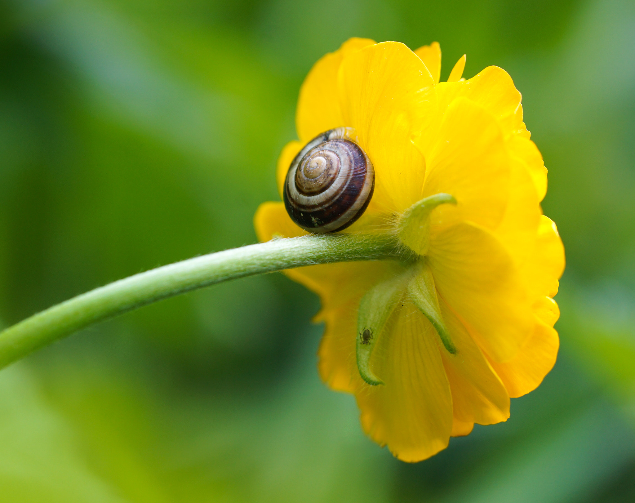 Sony a5100 + Sony FE 90mm F2.8 Macro G OSS sample photo. Snail photography