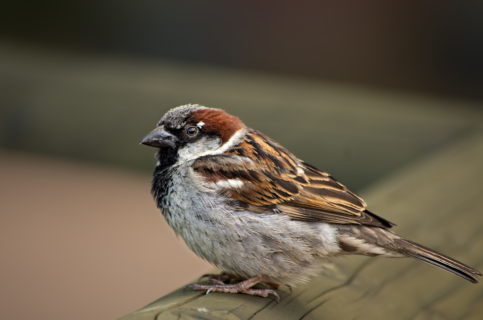 Pentax smc DA 55-300mm F4.0-5.8 ED sample photo. Besser den spatz vor der linse... photography