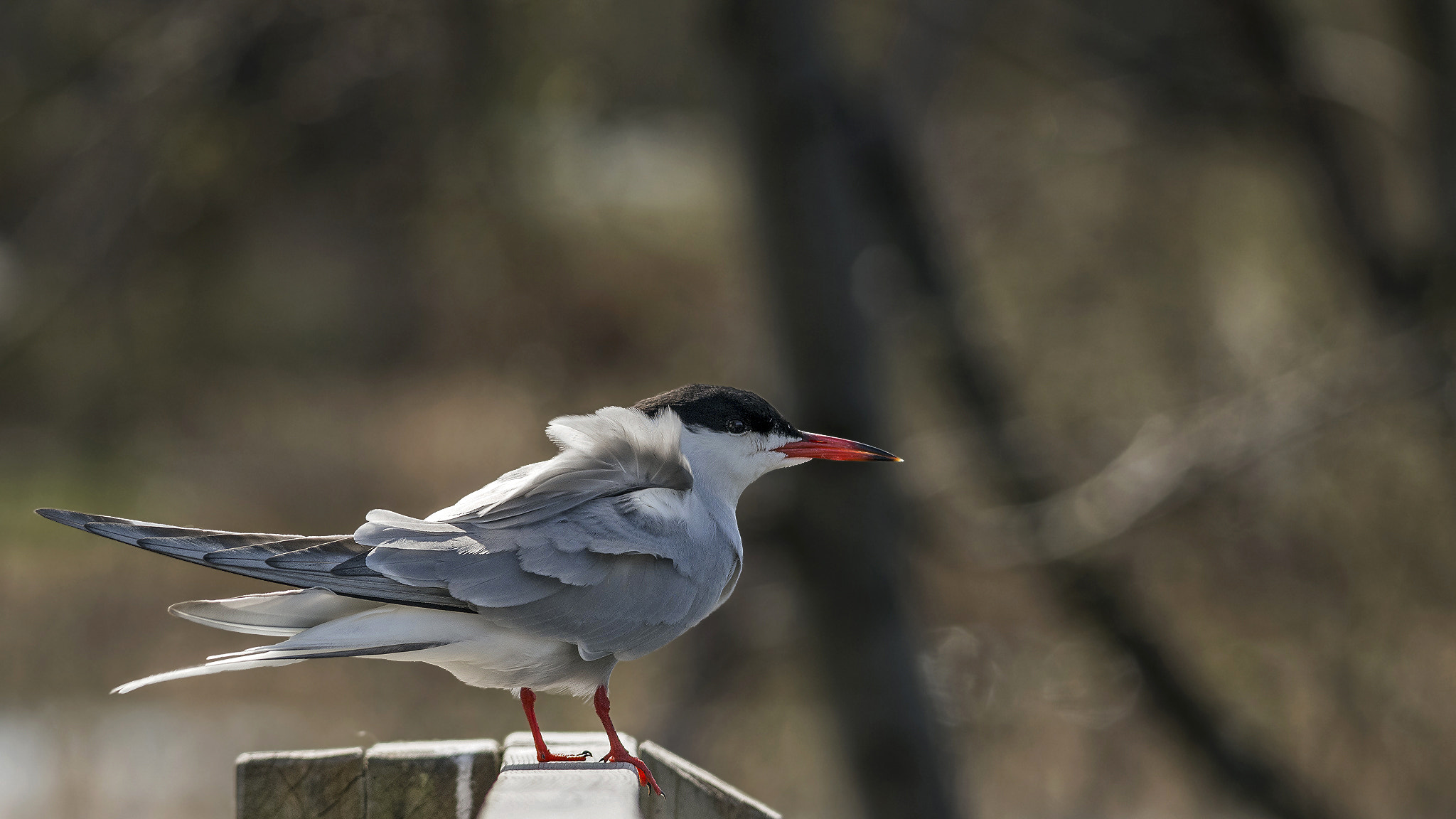 Sigma 150-500mm F5-6.3 DG OS HSM sample photo. Common tern. photography
