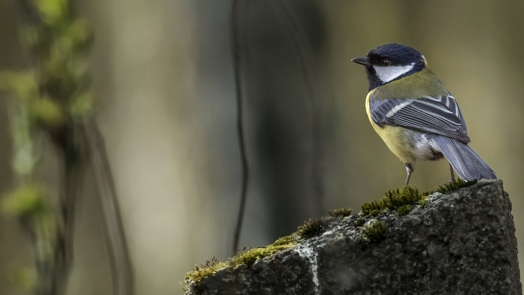 Sigma 150-500mm F5-6.3 DG OS HSM sample photo. Great tit. photography