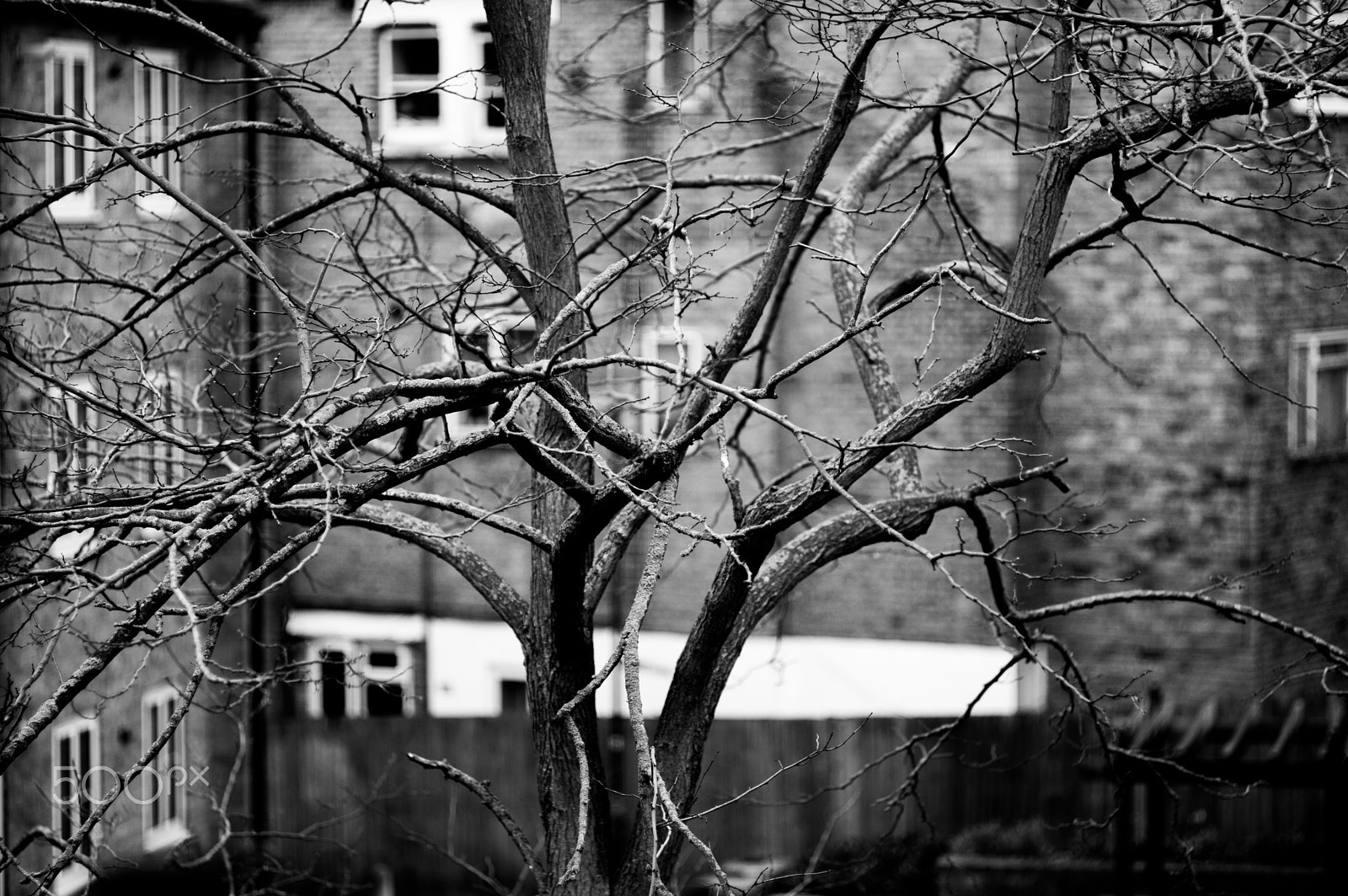 Pentax smc FA 77mm 1.8 Limited sample photo. Branches photography