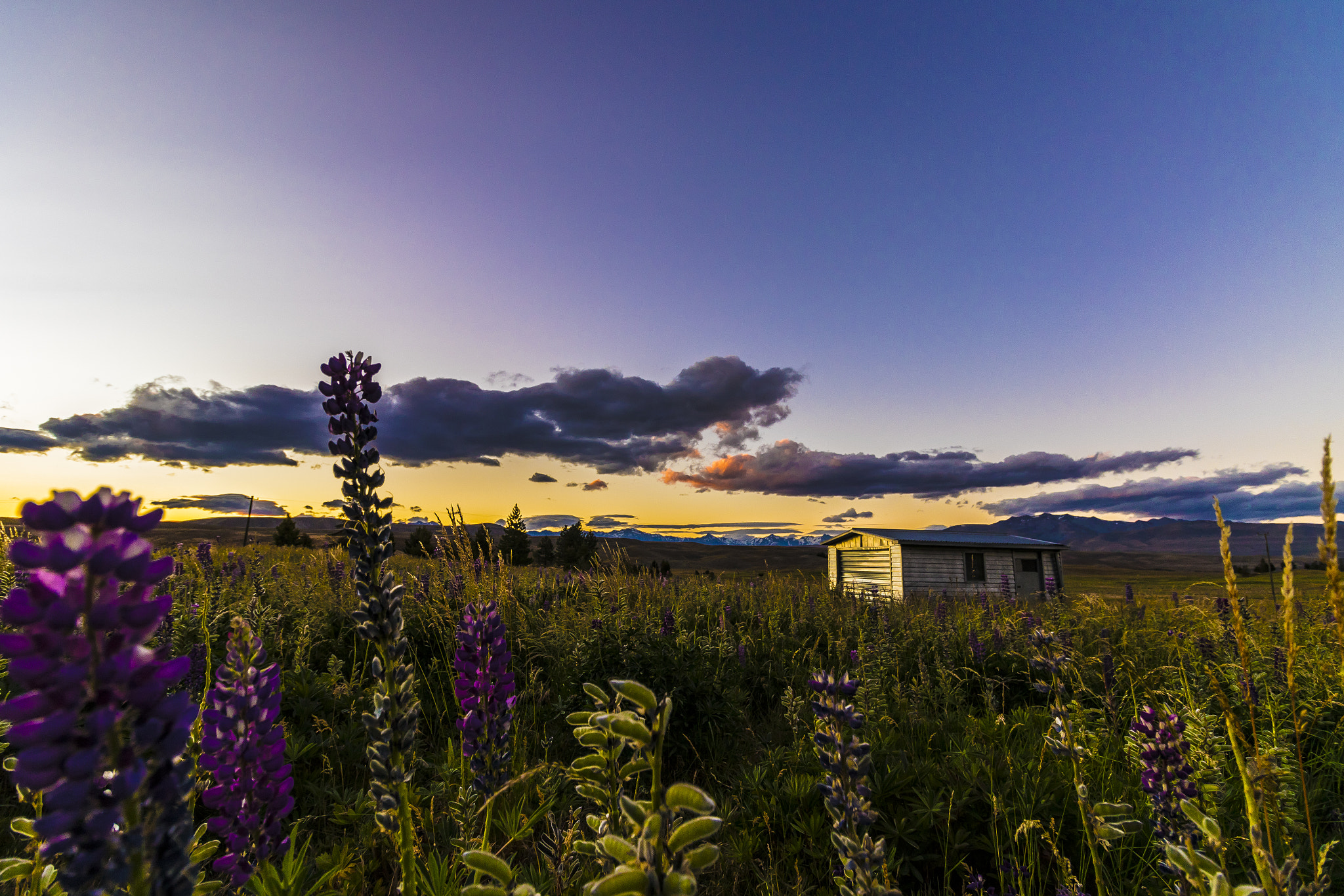 Canon EF-S 10-18mm F4.5–5.6 IS STM sample photo. Amongst the lupins photography