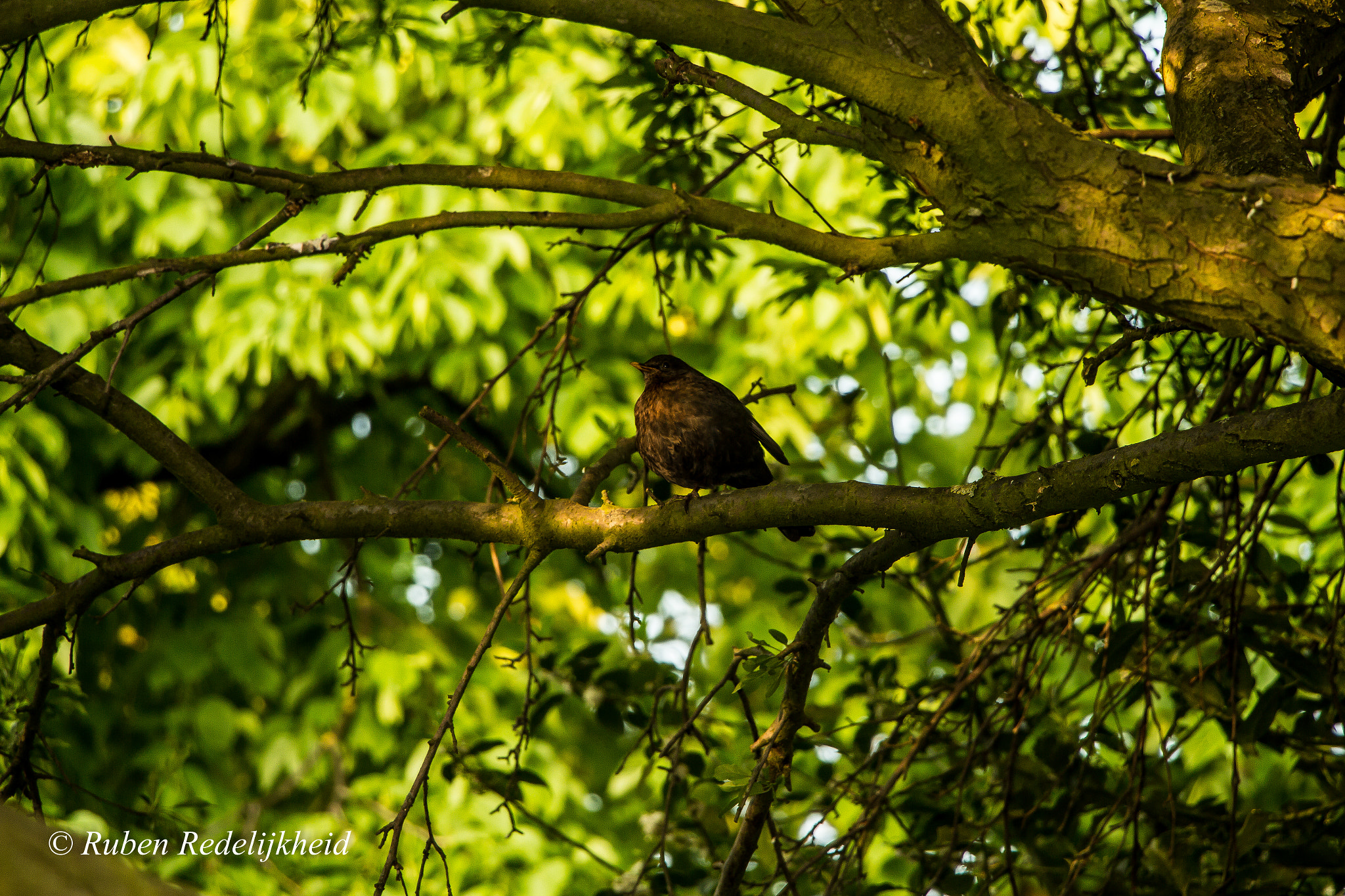 Canon EF-S 18-135mm F3.5-5.6 IS STM sample photo. Merel. photography