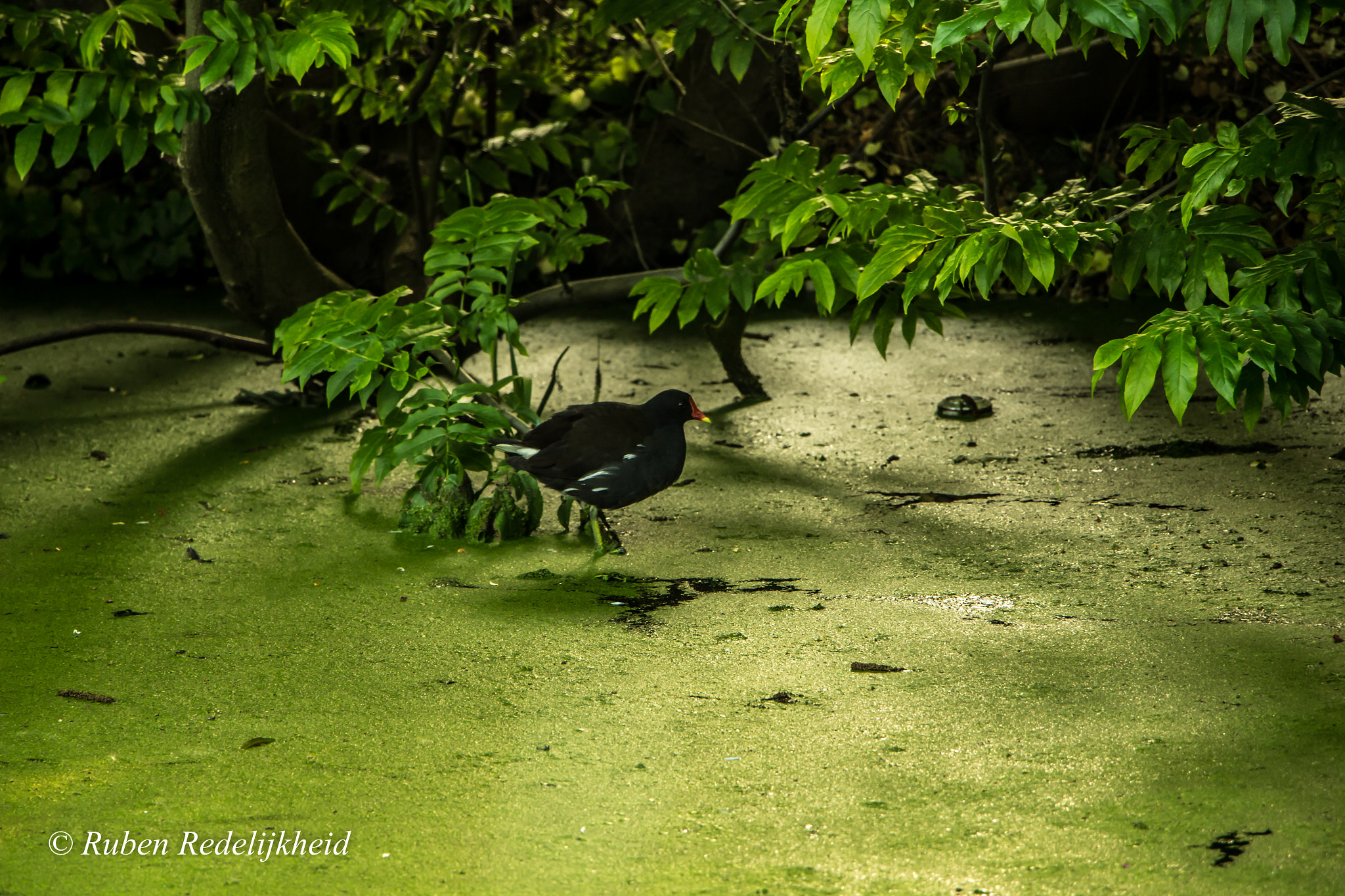 Canon EF-S 18-135mm F3.5-5.6 IS STM sample photo. Waterhoen photography