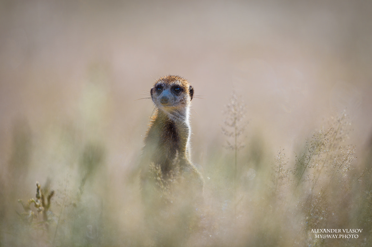 Nikon AF-S Nikkor 500mm F4E FL ED VR sample photo. Meerkat in a glow photography