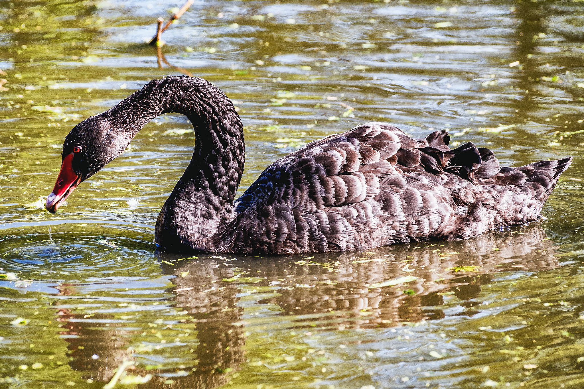 Pentax K-S1 + Sigma sample photo. Black swan photography