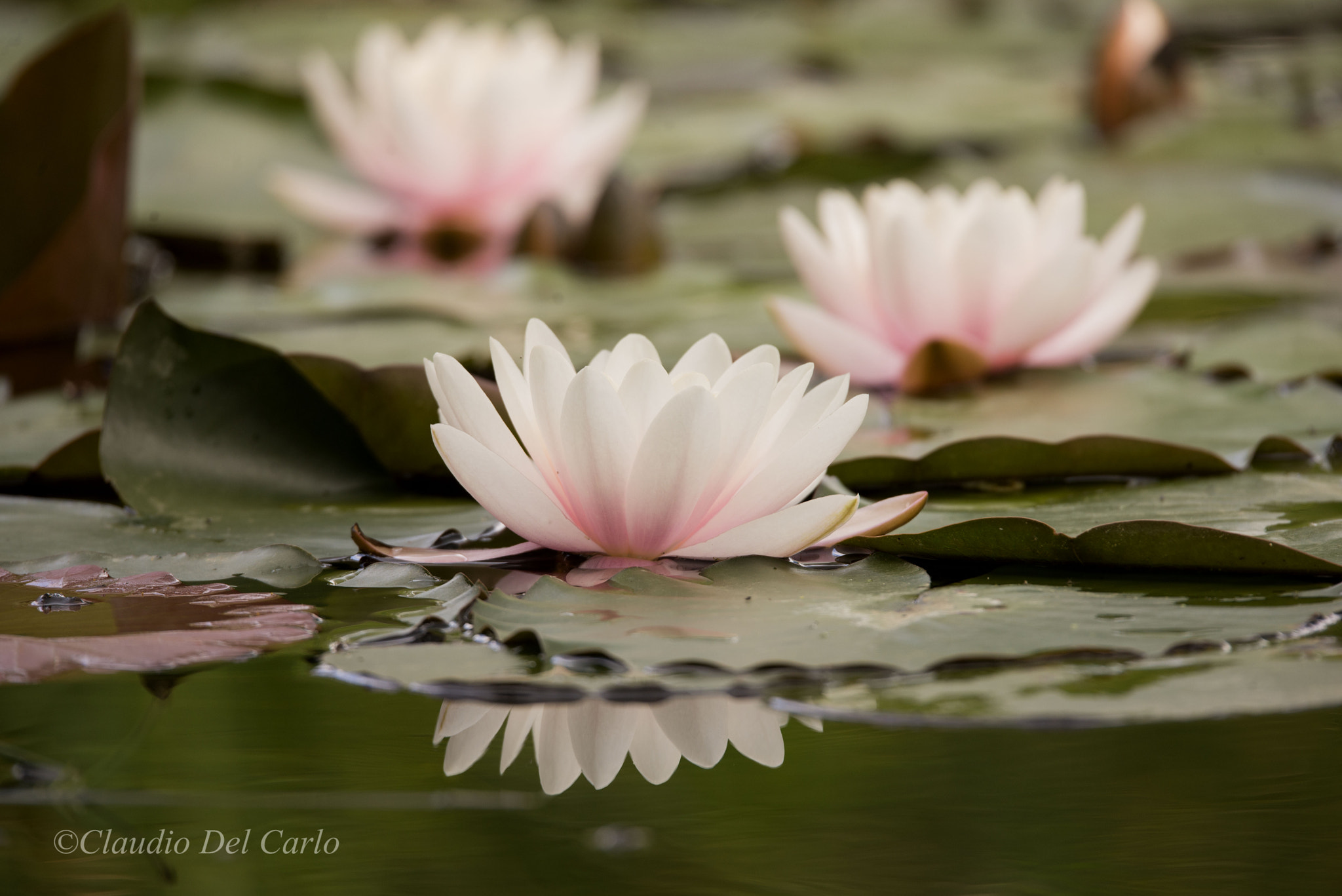 Sigma 150-600mm F5-6.3 DG OS HSM | S sample photo. 170516_1176.jpg photography