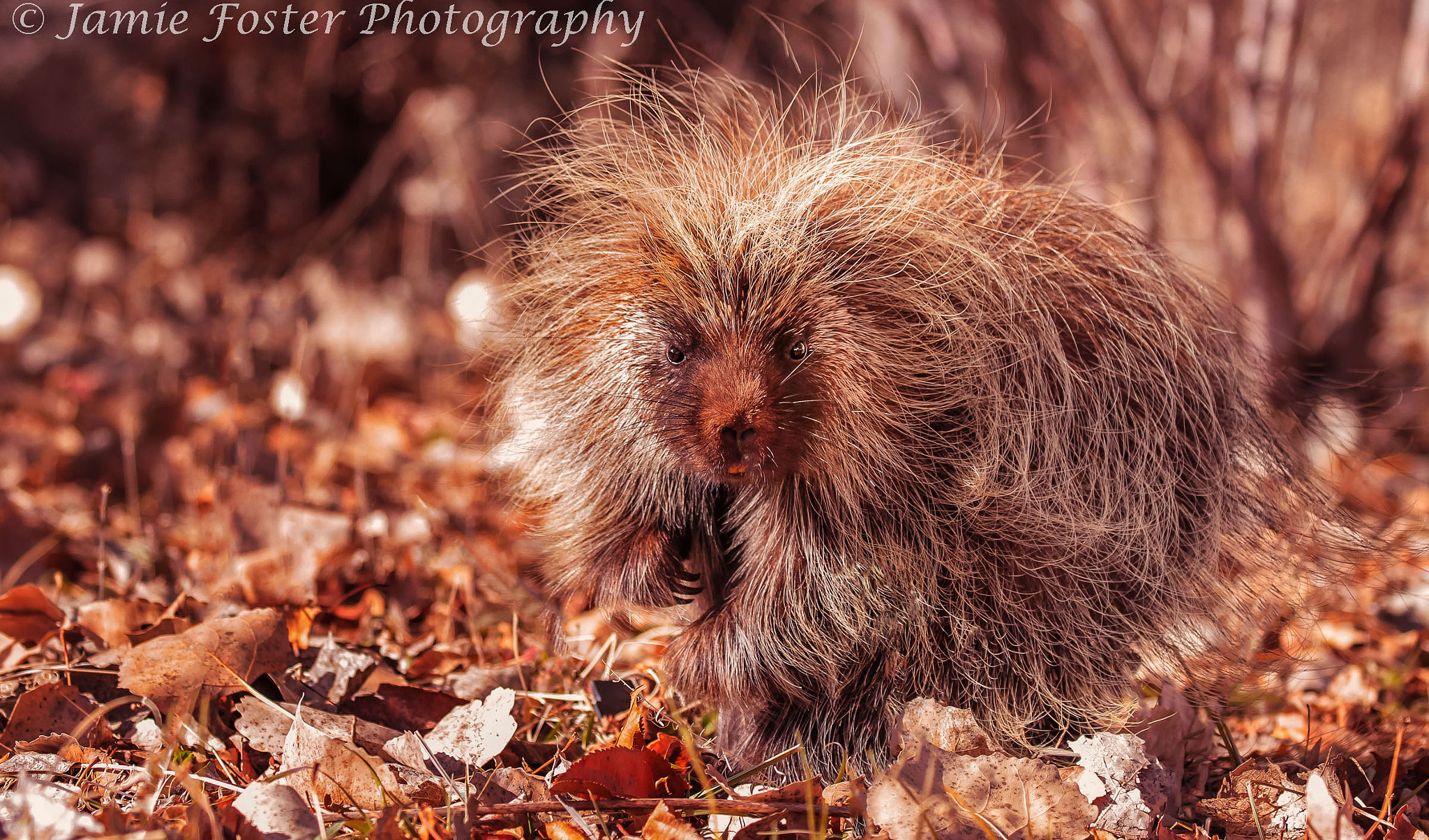 Canon EOS 7D + Canon EF 100-400mm F4.5-5.6L IS II USM sample photo. Watching you photography