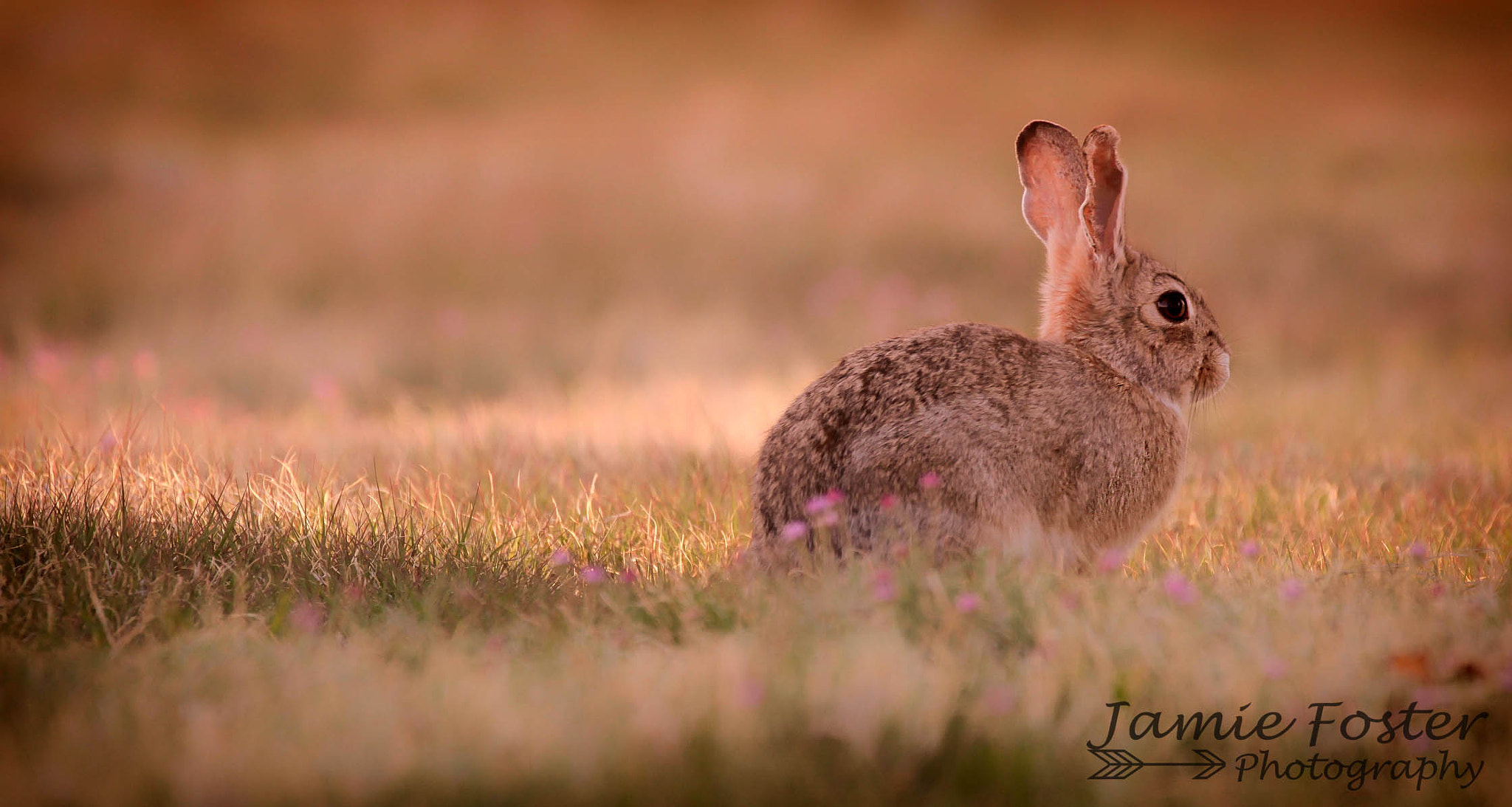 Canon EF 100-400mm F4.5-5.6L IS II USM sample photo. Soaking up the morning sun photography