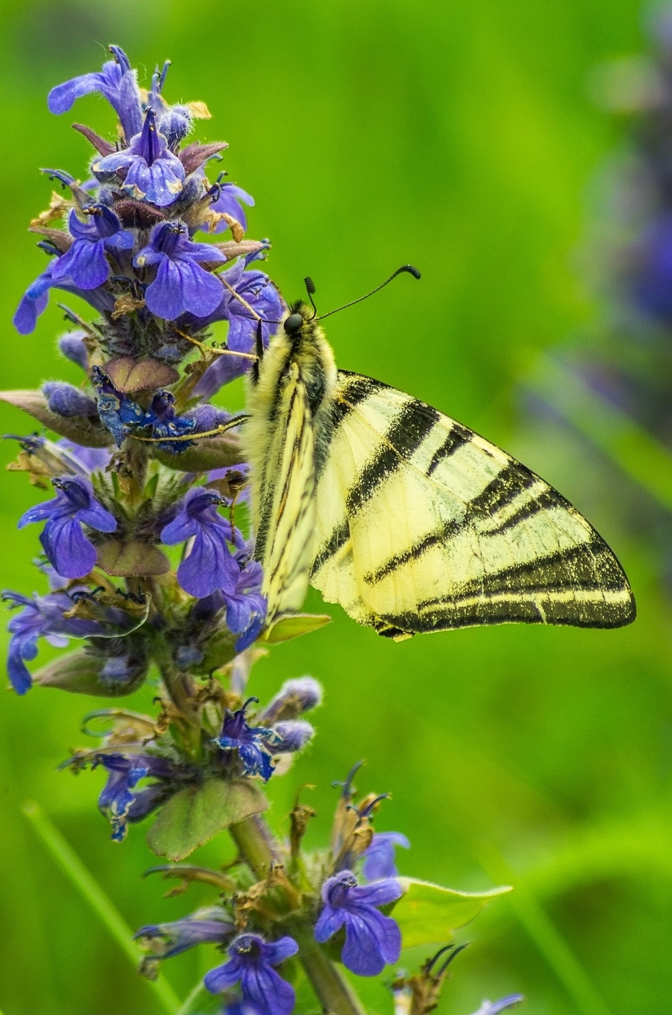 Pentax K-5 IIs + Sigma sample photo. Breakfast of the butterfly photography