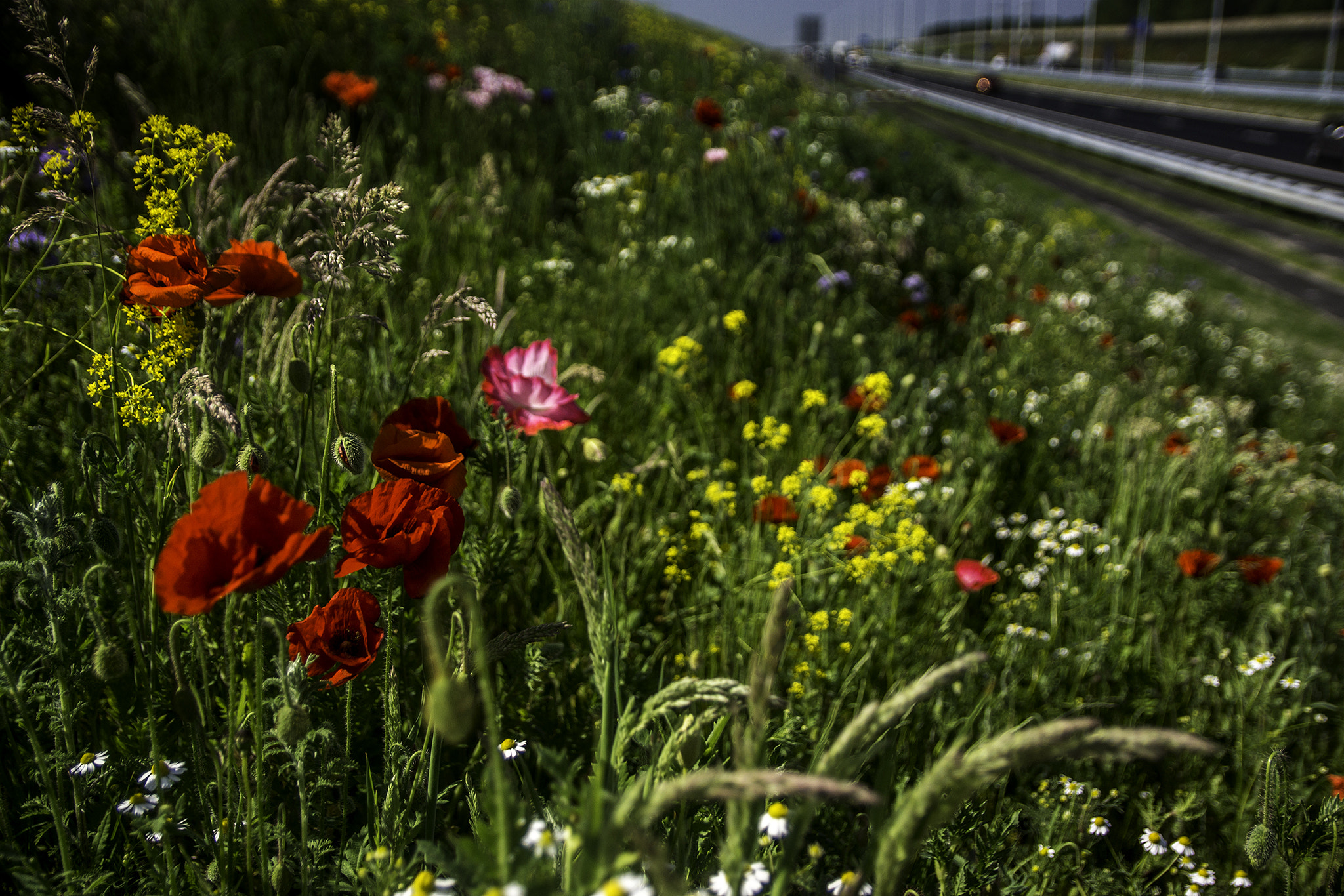 Sony SLT-A65 (SLT-A65V) + 17-50mm F2.8 sample photo. Honey highway photography