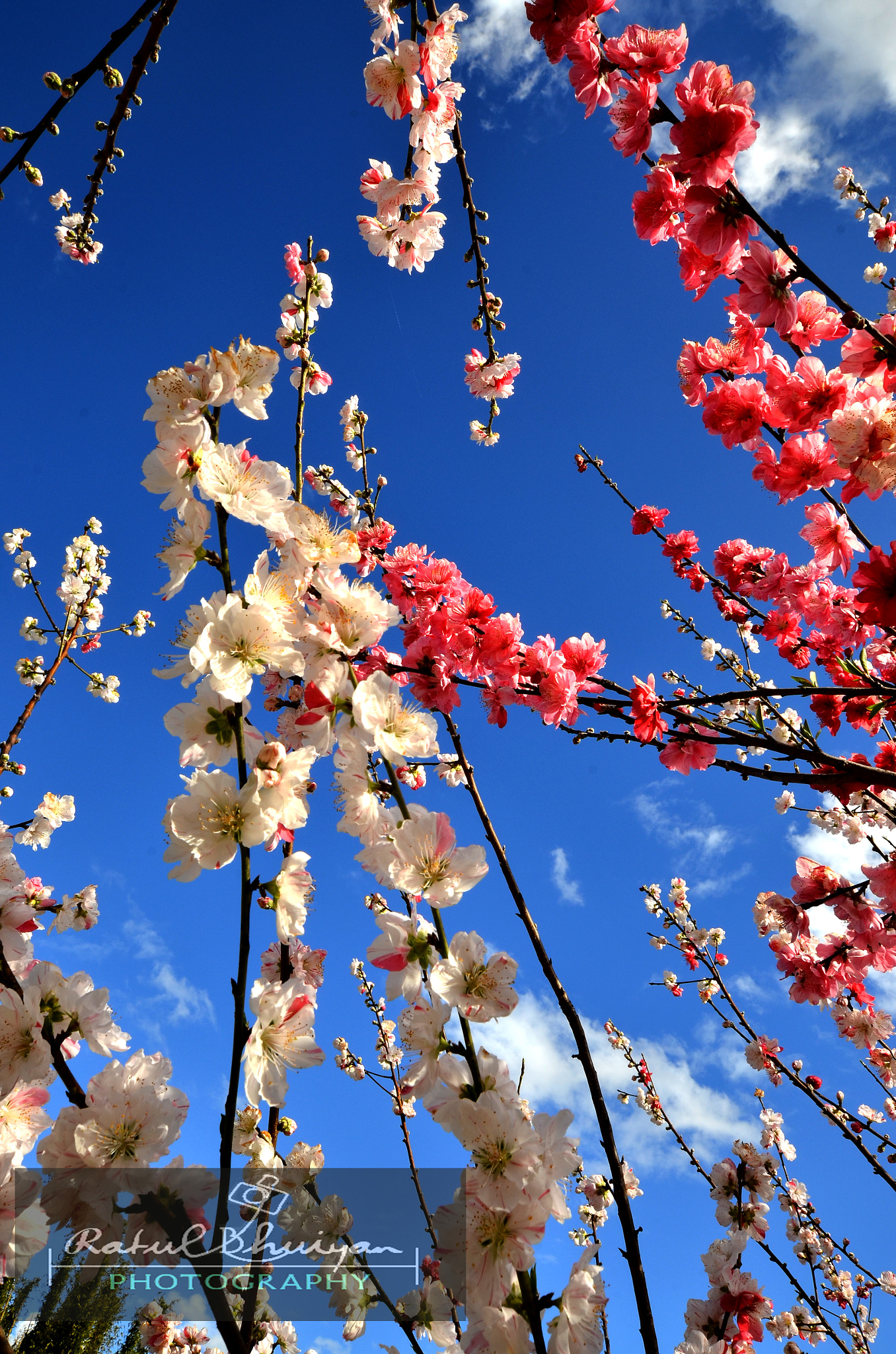 Nikon AF-S Nikkor 600mm F4D ED-IF II sample photo. Spring time photography