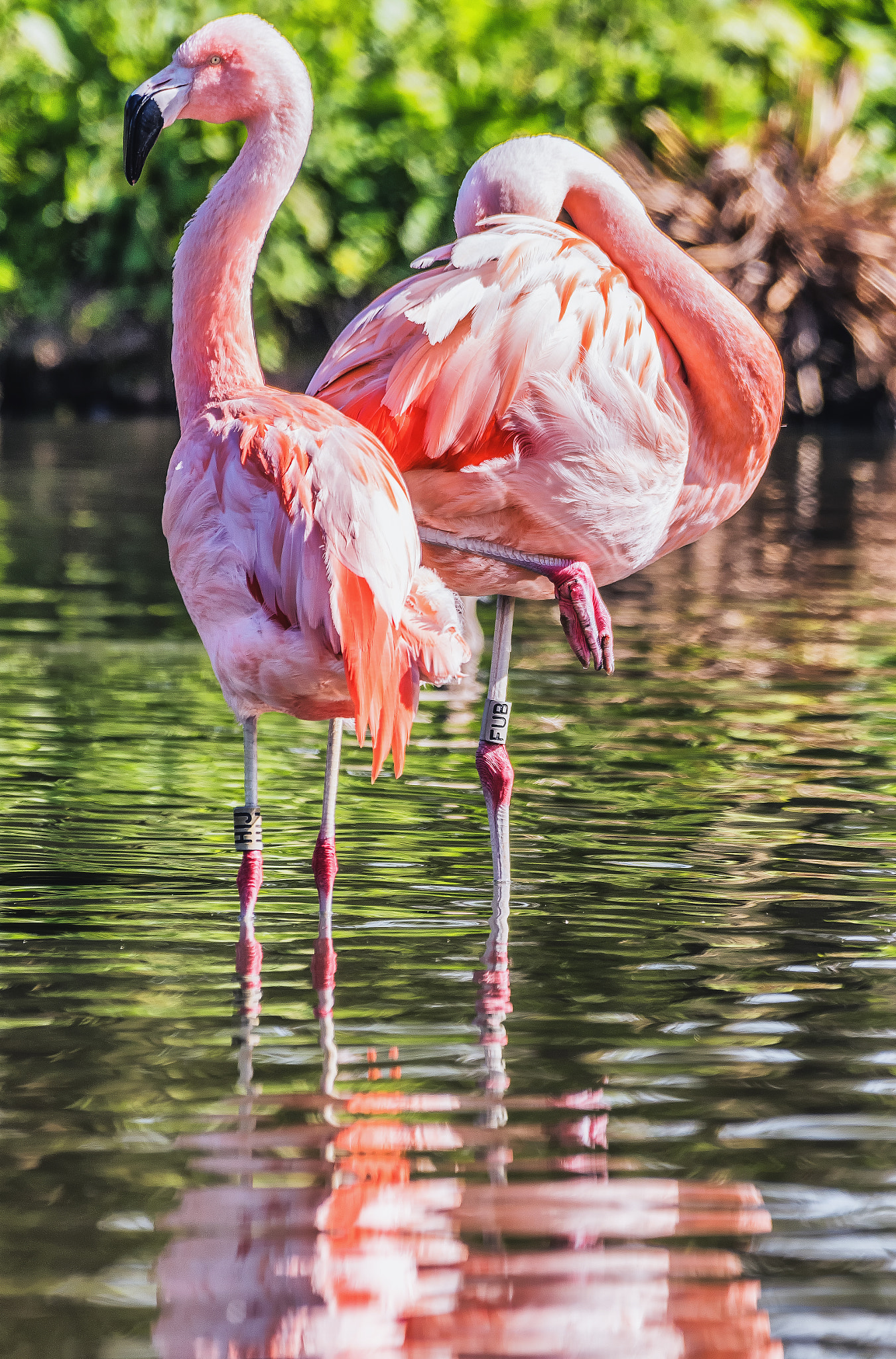 Pentax K-S1 + Sigma sample photo. Chilean flamingos  photography