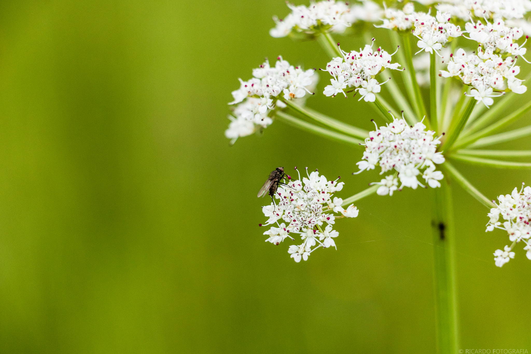 Canon EOS 760D (EOS Rebel T6s / EOS 8000D) + Canon EF-S 18-135mm F3.5-5.6 IS STM sample photo. "fly." photography