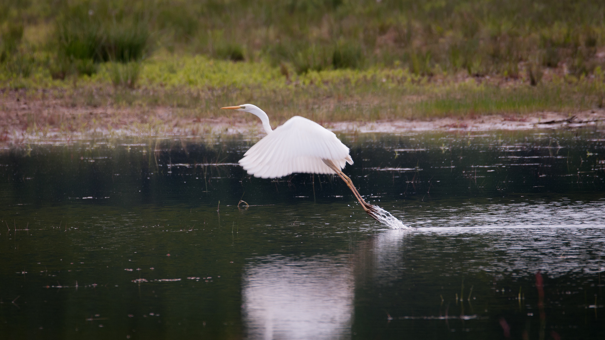 Sigma 150-600mm F5-6.3 DG OS HSM | C sample photo. White lightning photography