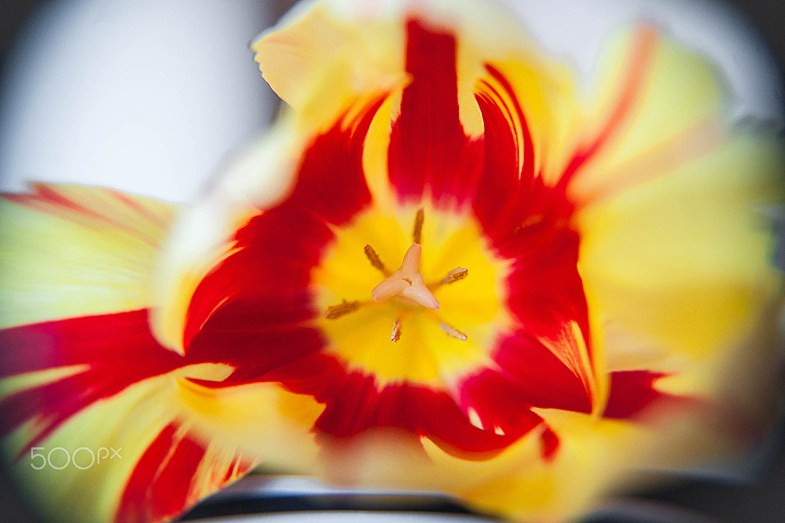 Sigma 28-70mm F2.8 EX DG sample photo. Macro tulip photography