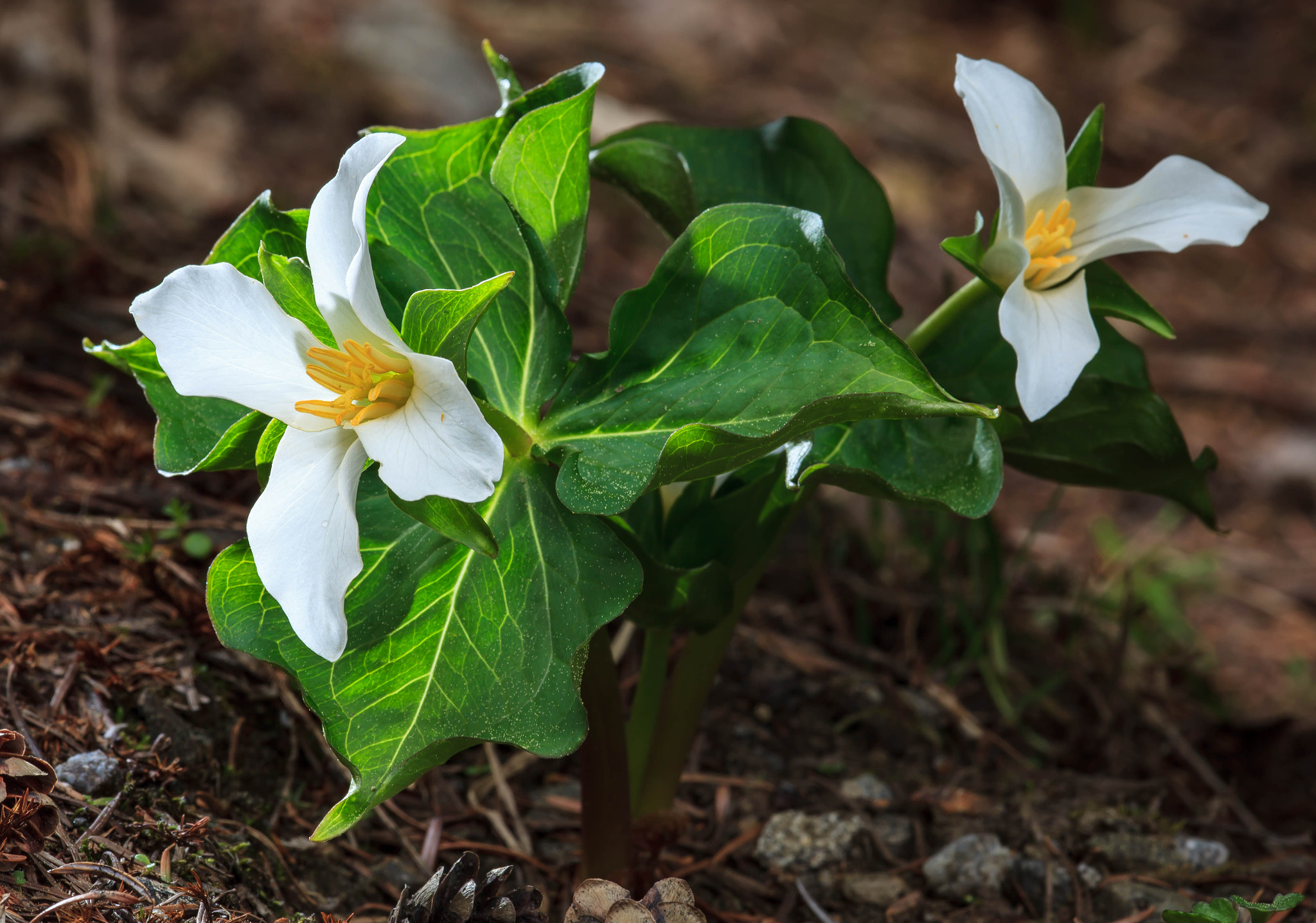 Canon EF 180mm F3.5L Macro USM sample photo. Four pedal trillium in cascade mountains of washington state photography