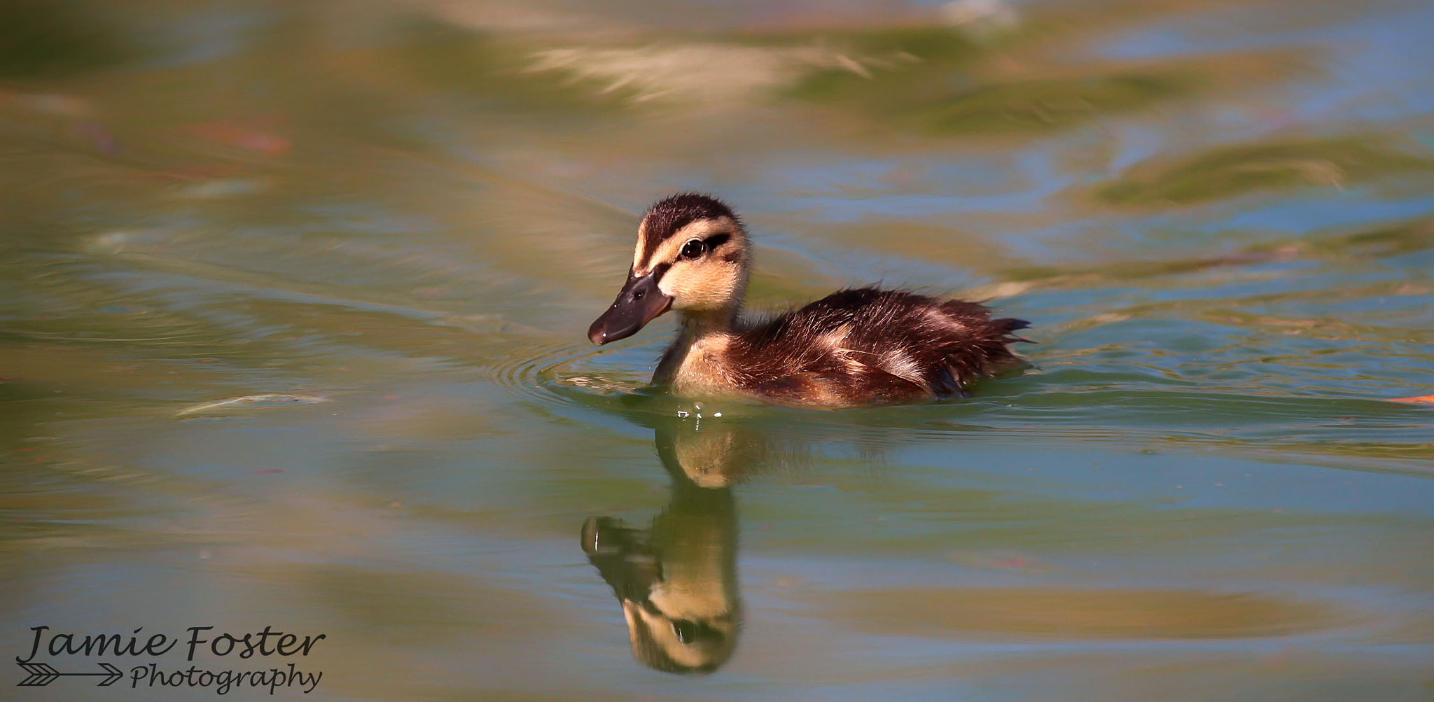 Canon EOS 7D + Canon EF 100-400mm F4.5-5.6L IS II USM sample photo. Paddling away photography