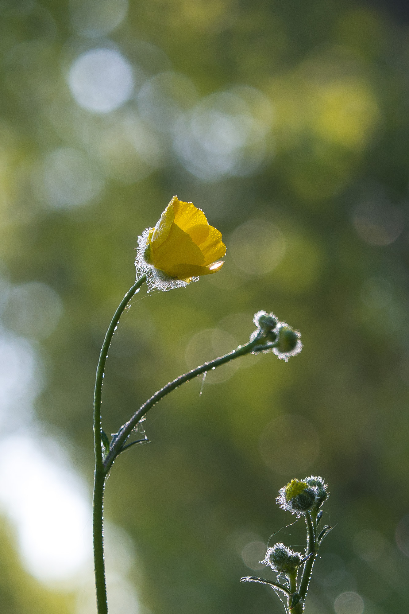 Olympus OM-D E-M10 + Olympus M.Zuiko Digital ED 40-150mm F2.8 Pro sample photo. Morning buttercup photography