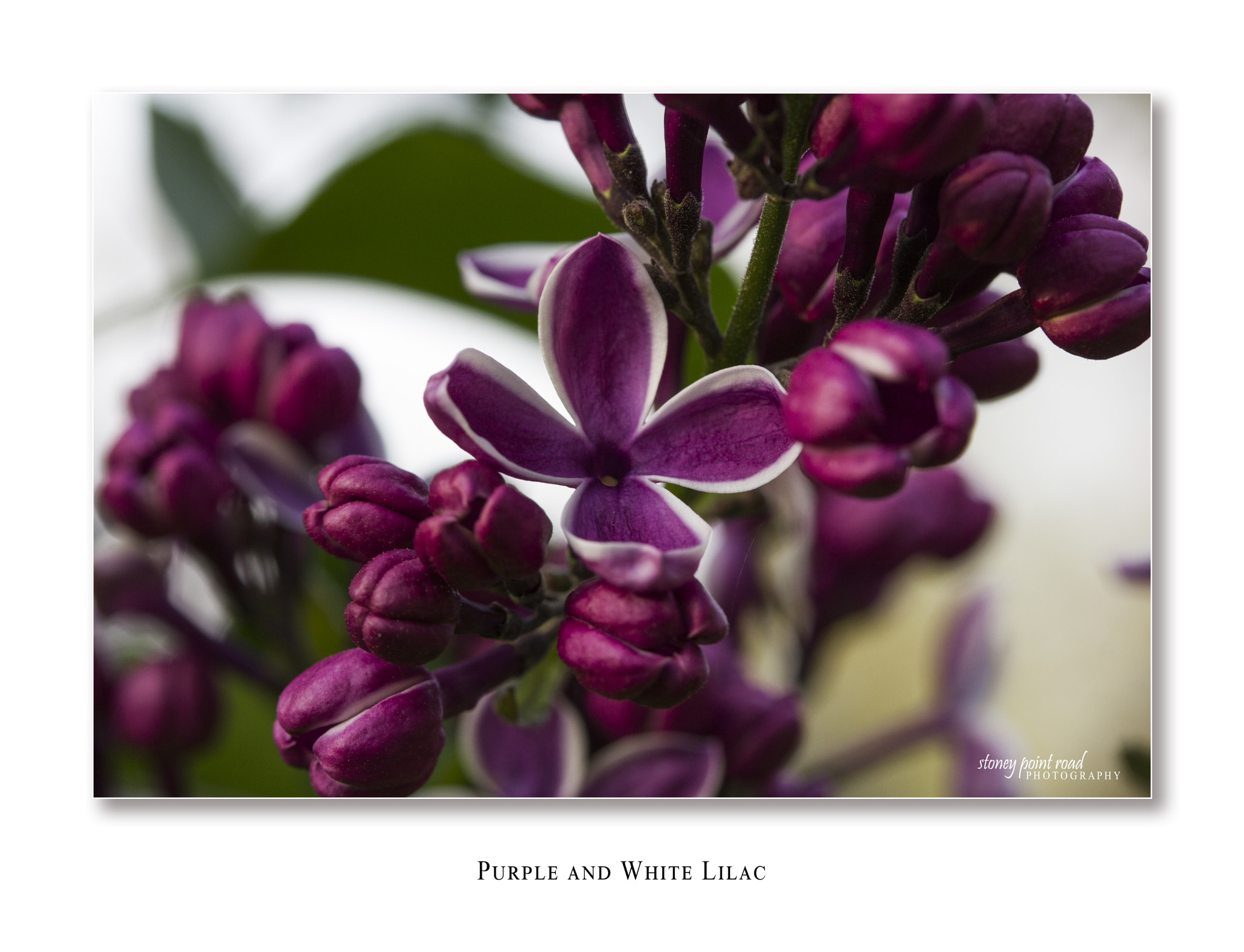 Canon EF-S 60mm F2.8 Macro USM sample photo. Purple n white lilac photography