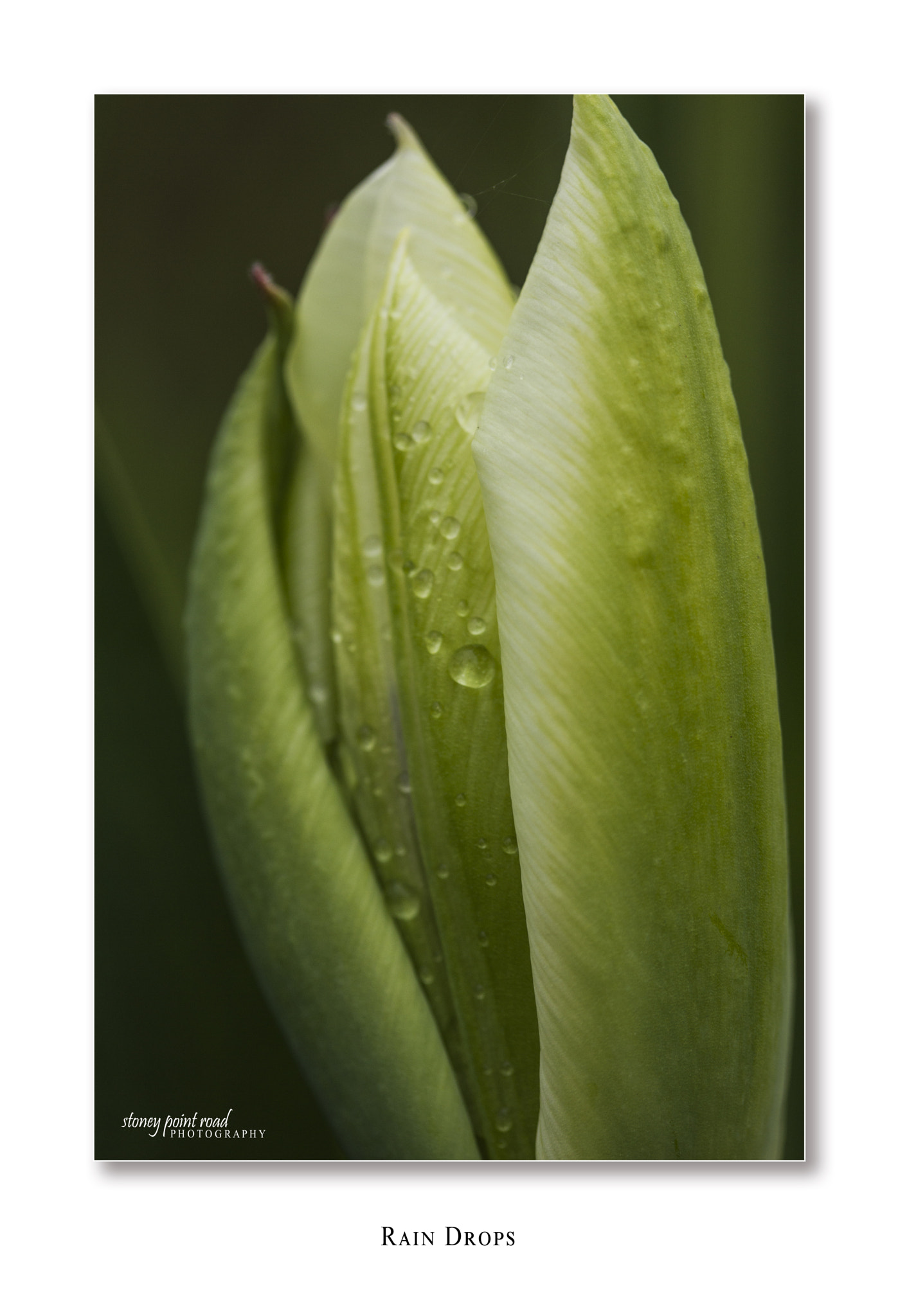 Canon EF-S 60mm F2.8 Macro USM sample photo. Rain drops photography