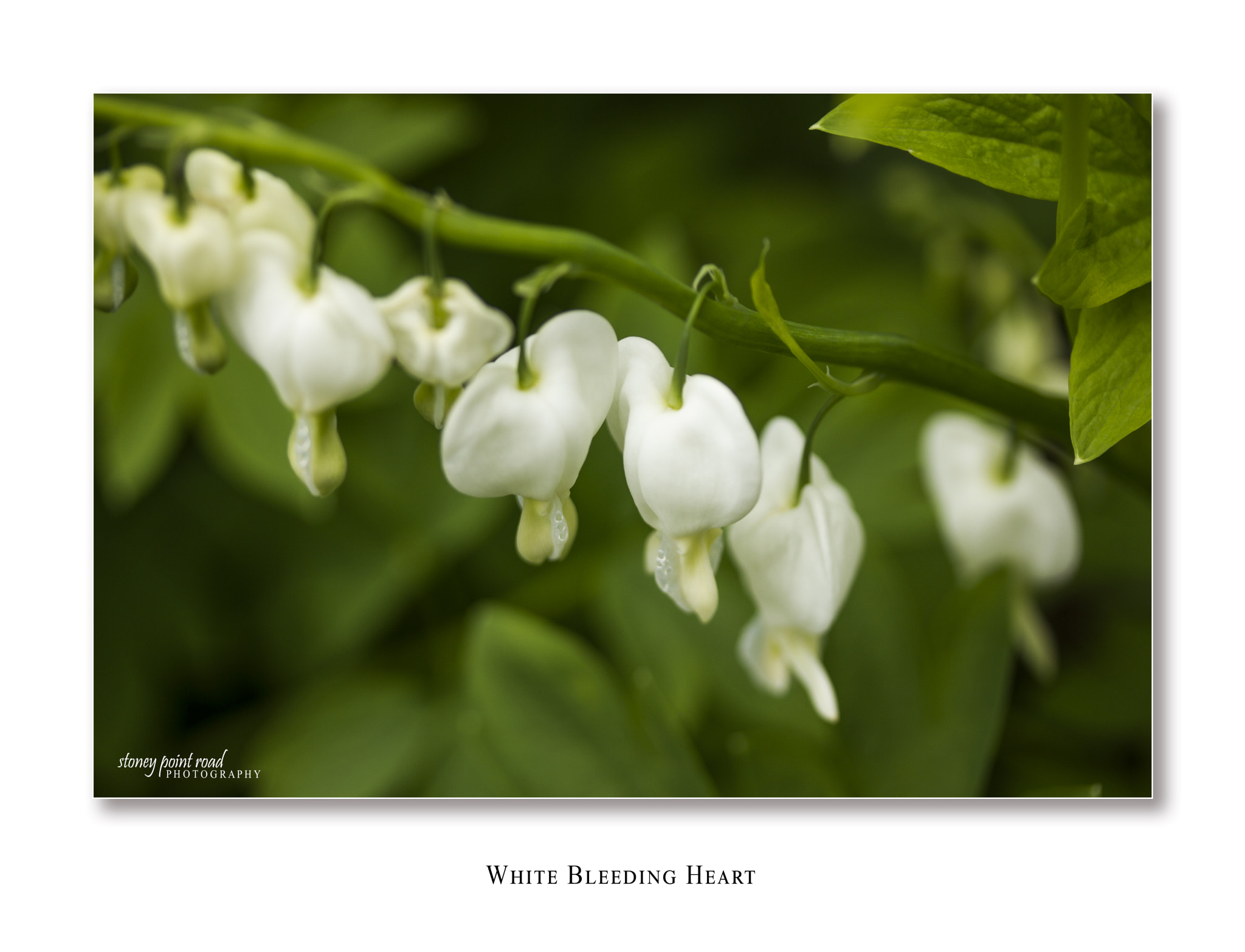 Canon EF-S 60mm F2.8 Macro USM sample photo. White bleeding heart photography