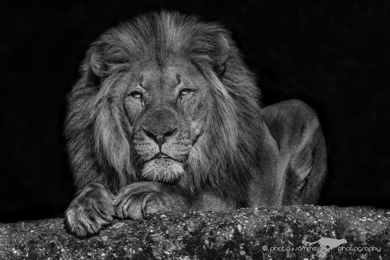 Canon EF 100-400mm F4.5-5.6L IS II USM sample photo. Lion photography